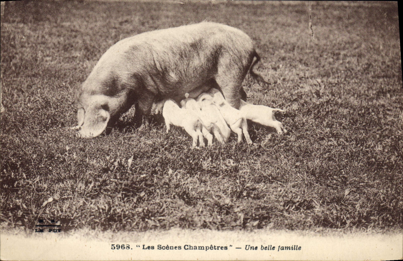CPA Cochon Porc Une belle famille 