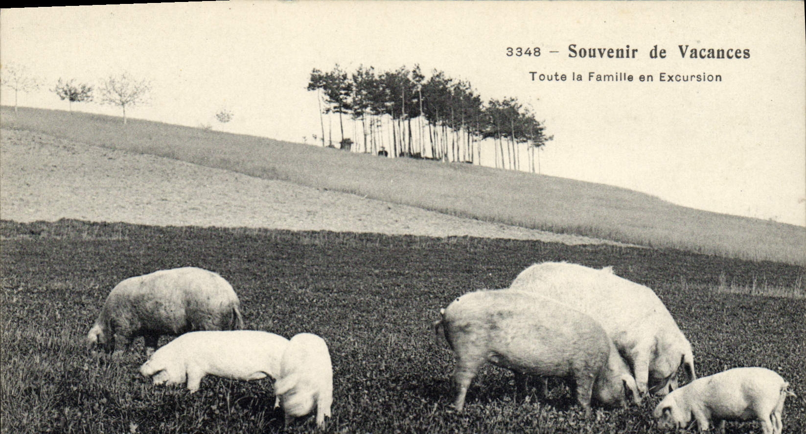 CPA Cochon Porc Toute la famille en excursion 