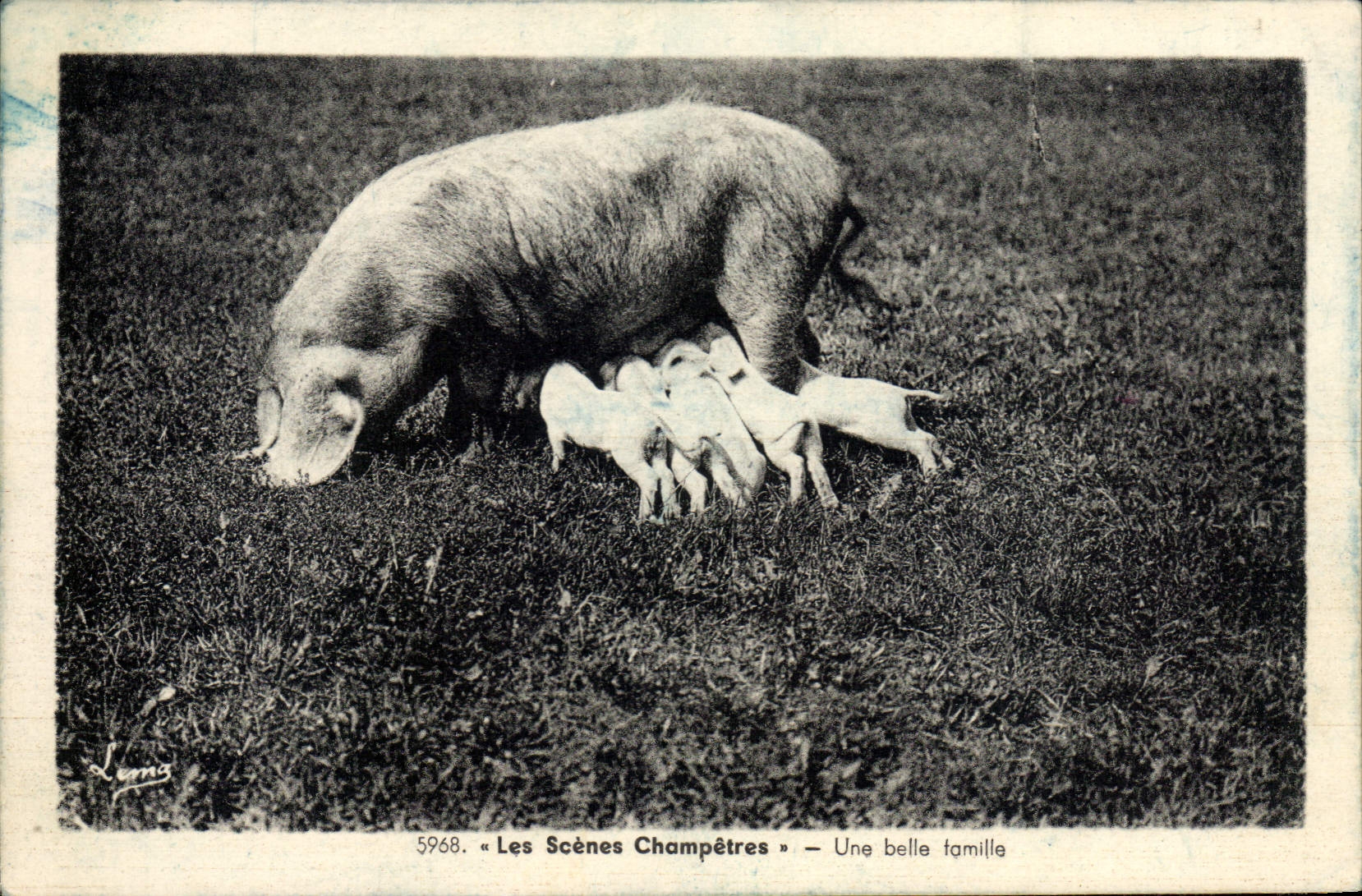 CPA Cochon Porc Une belle famille