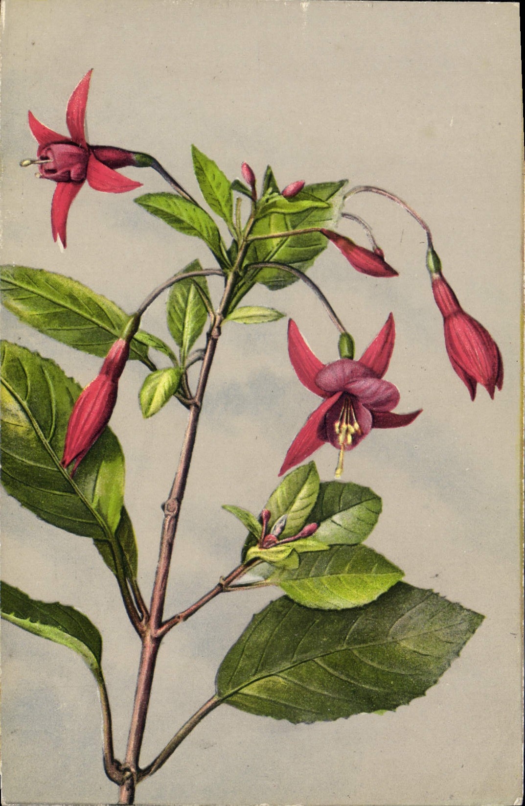 CPA Fantaisie Fleurs 