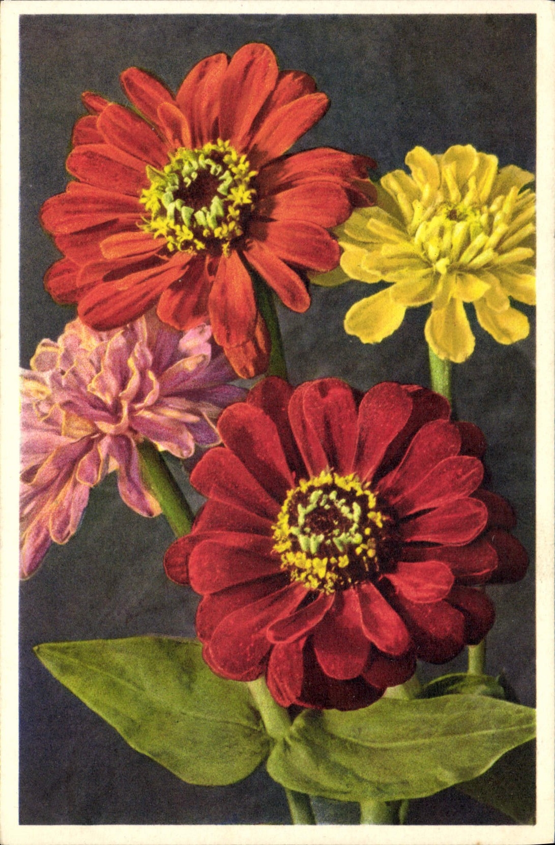 Vintage Postcard Fantasy Zinnie Flowers