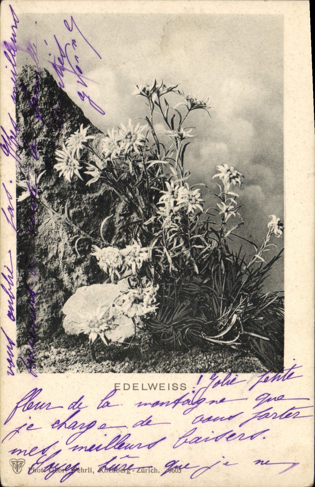 Vintage Postcard Fantasy Flowers Edelweiss