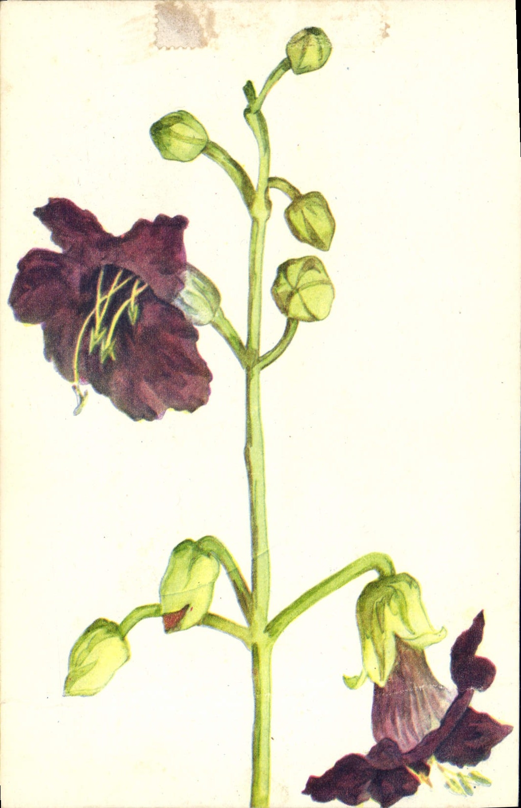 CPA Fantaisie Fleurs 