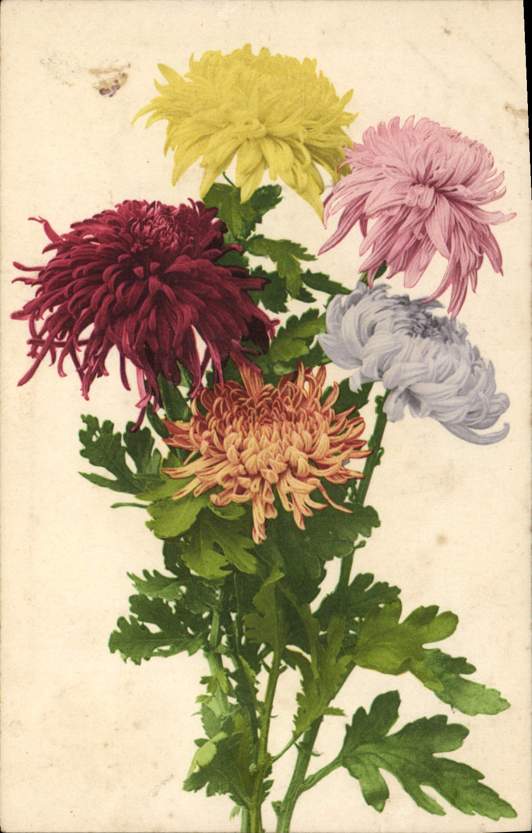 CPA Fantaisie Fleurs 