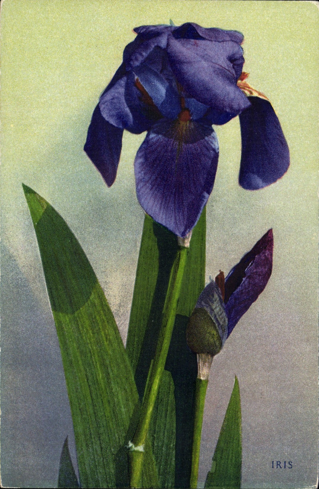 CPA Fantaisie Fleurs Iris