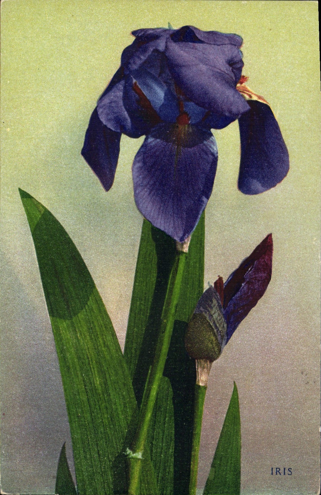 CPA Fantaisie Fleurs Iris