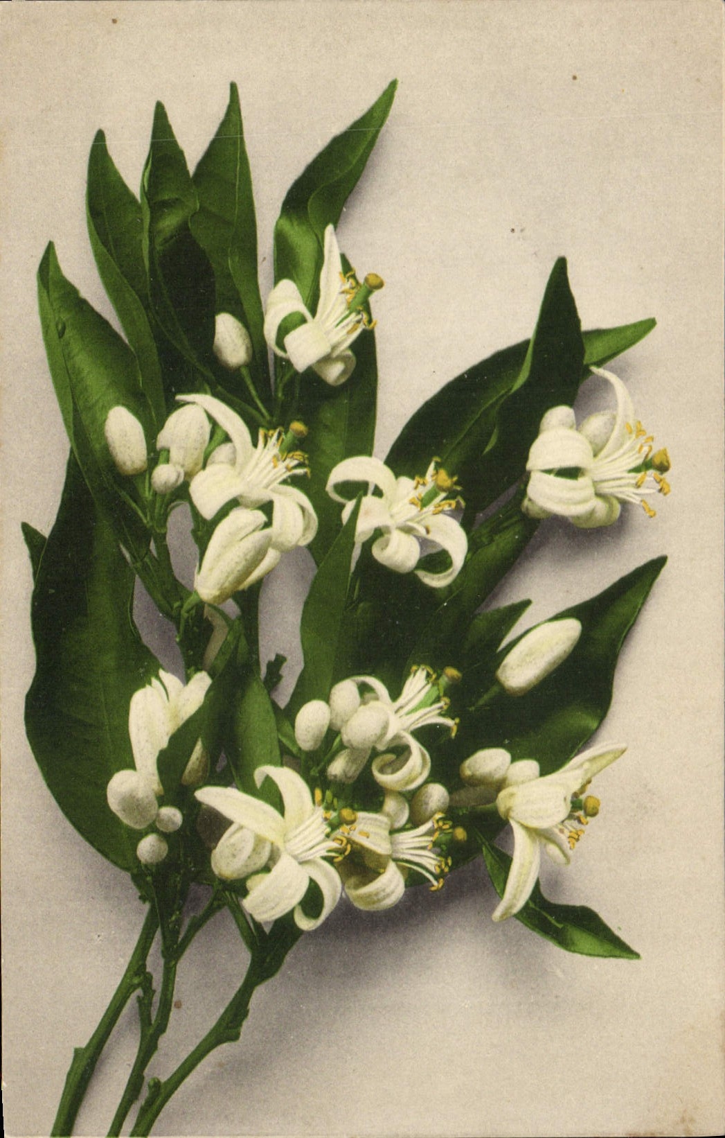 CPA Fantaisie Fleurs 