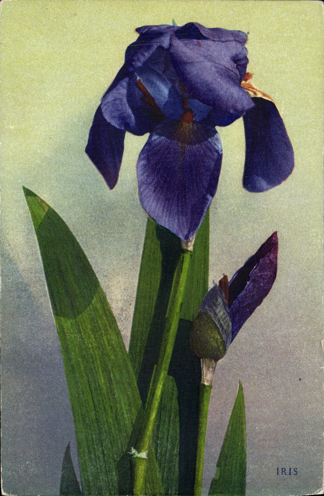 CPA Fantaisie Fleurs Iris