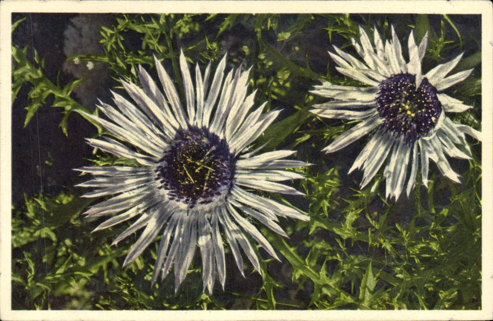 Vintage Postcard Fantasy Flowers Thistle of money