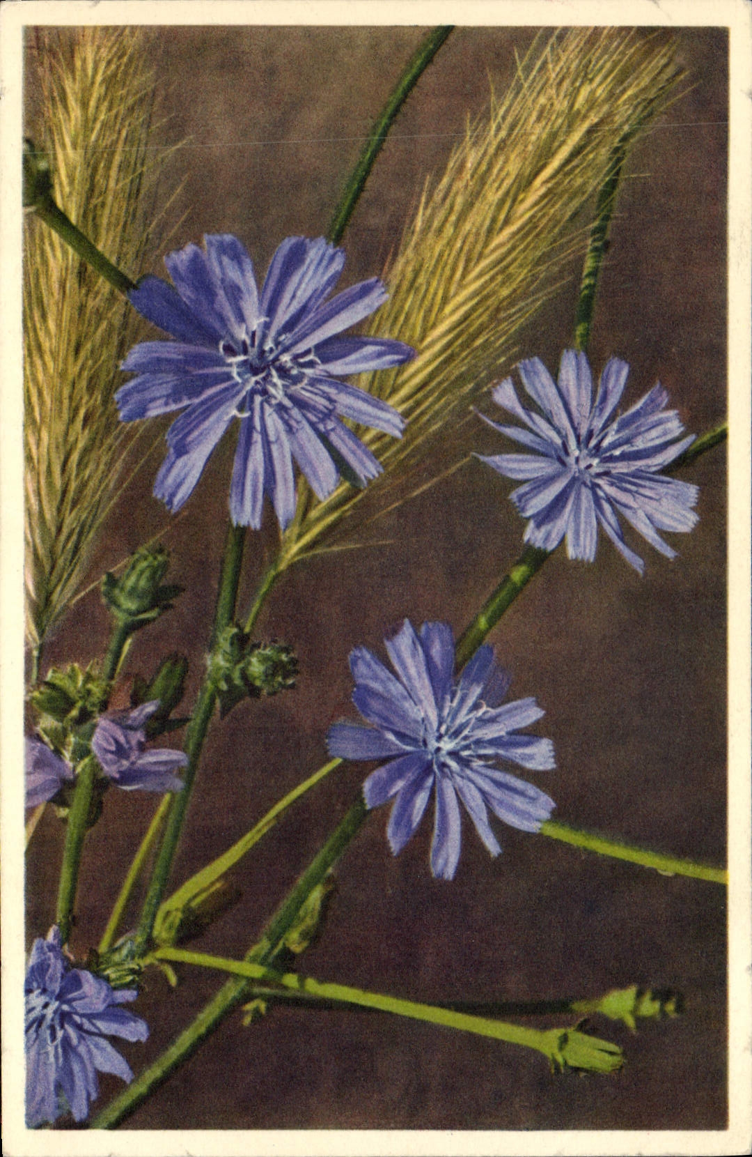Vintage Postcard Fantasy Flowers Cichorium Intybus