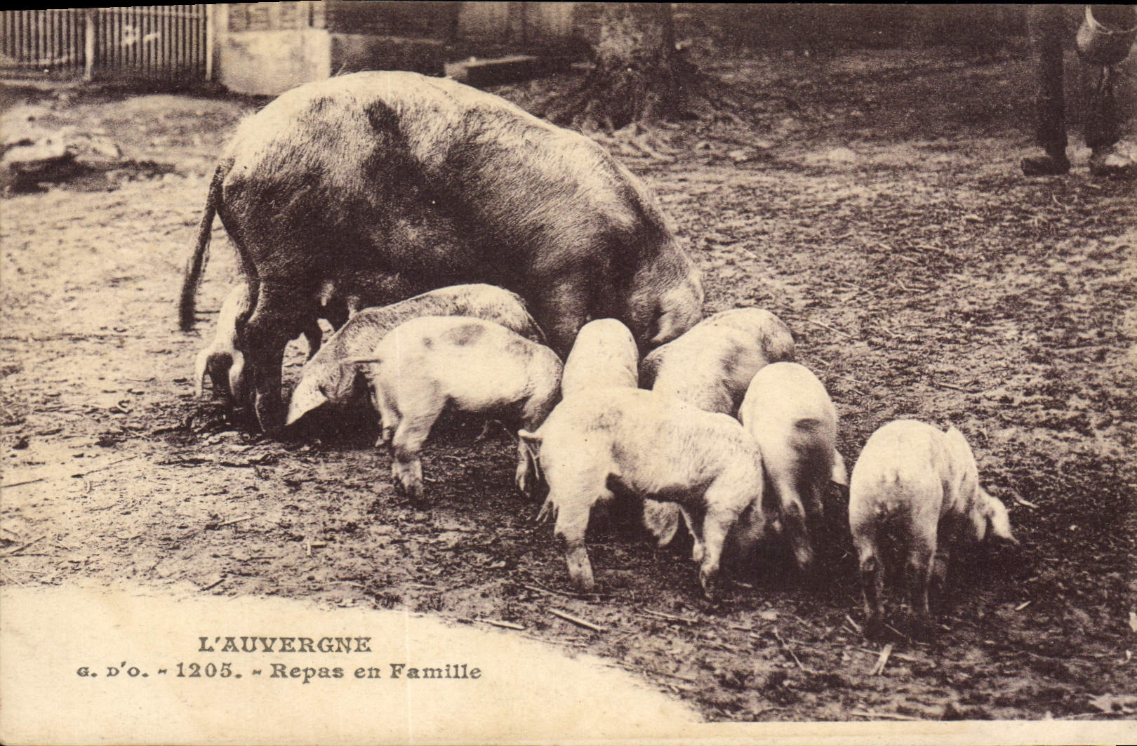 CPA Cochon Porc Auvergne Repas en famille 