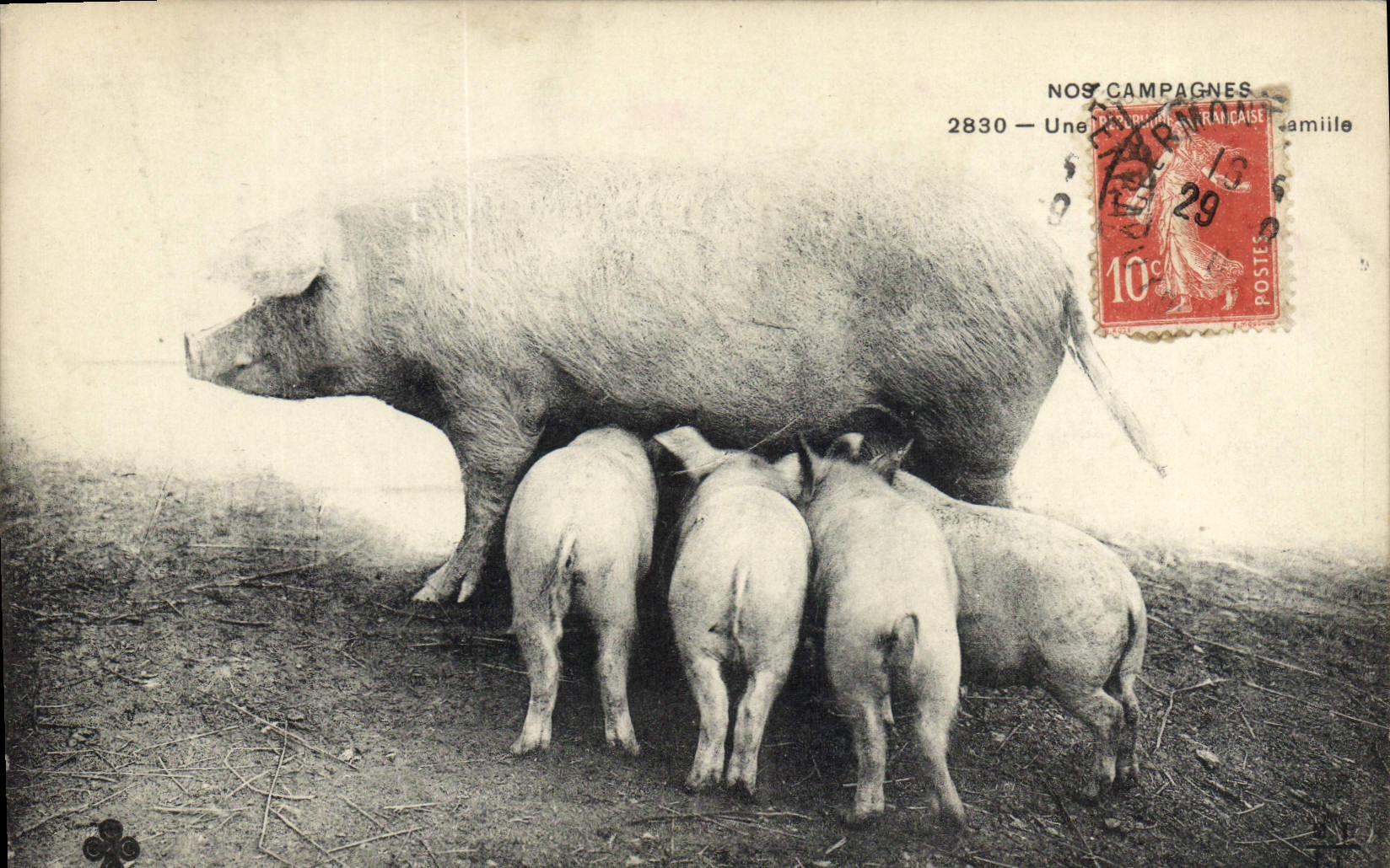 CPA Cochon Porc Nos campagnes