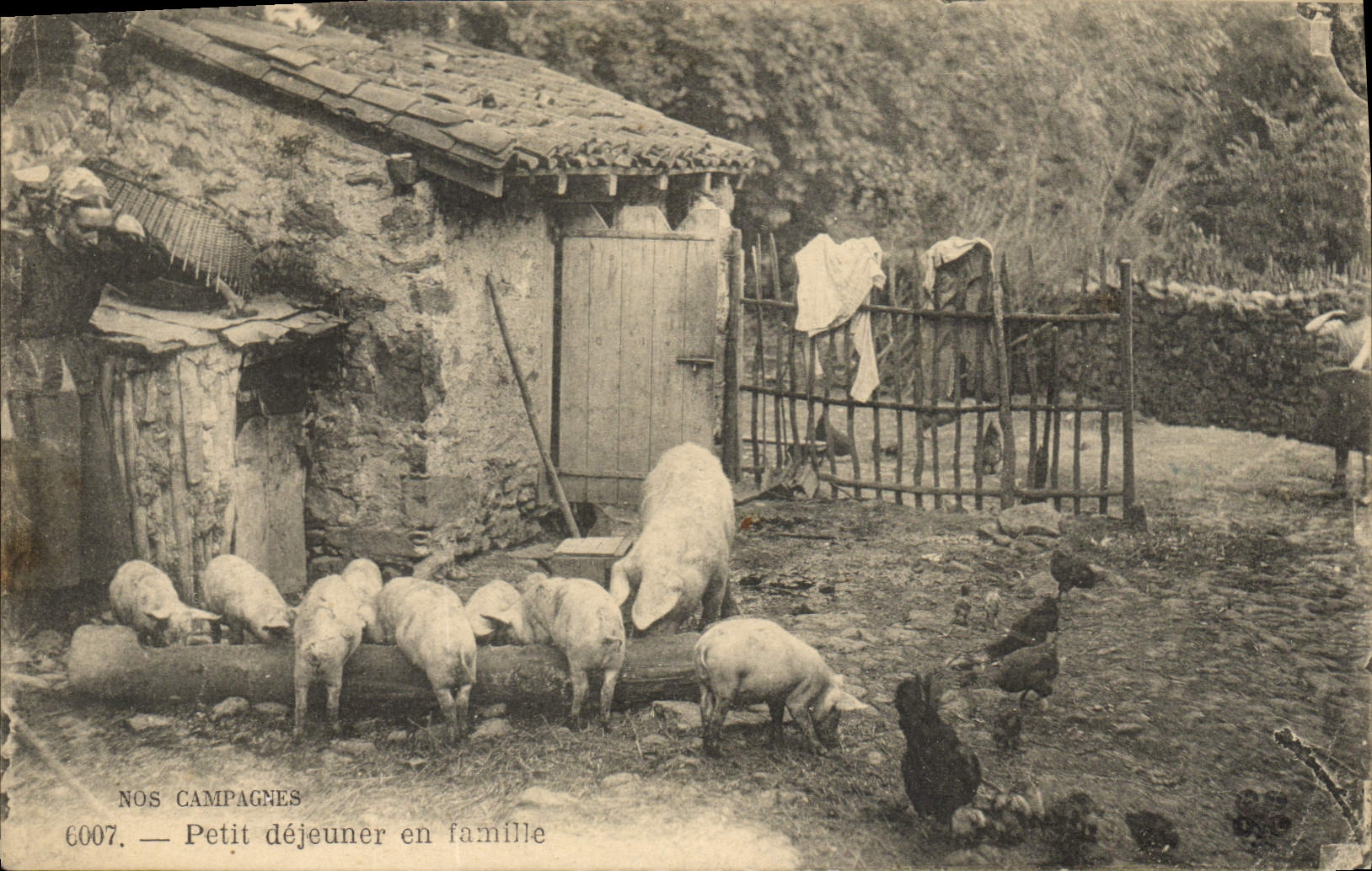 CPA Cochon Porc Petit dejeuner en famille