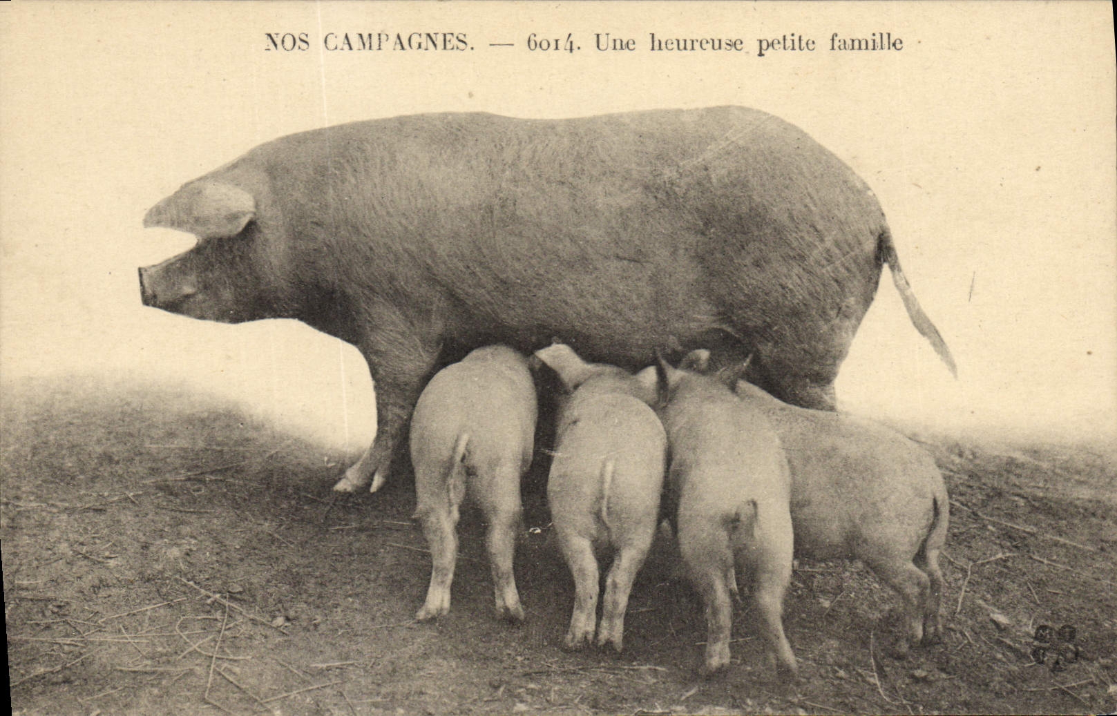 CPA Cochon Porc Nos campagnes Une heureuse petite famille