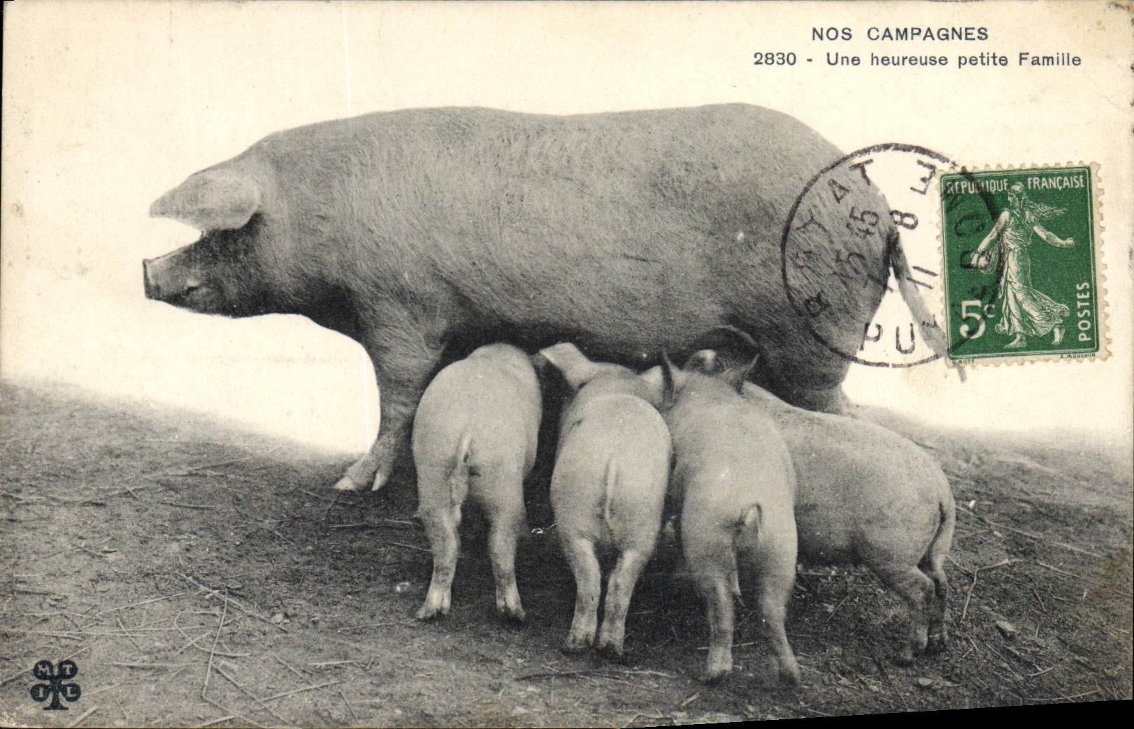CPA Cochon Porc Nos campagnes Une heureuse petite famille