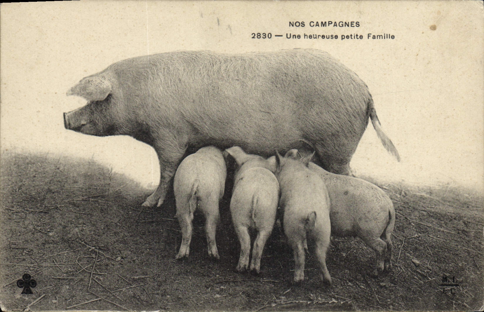CPA Cochon Porc Nos campagnes Une heureuse petite famille
