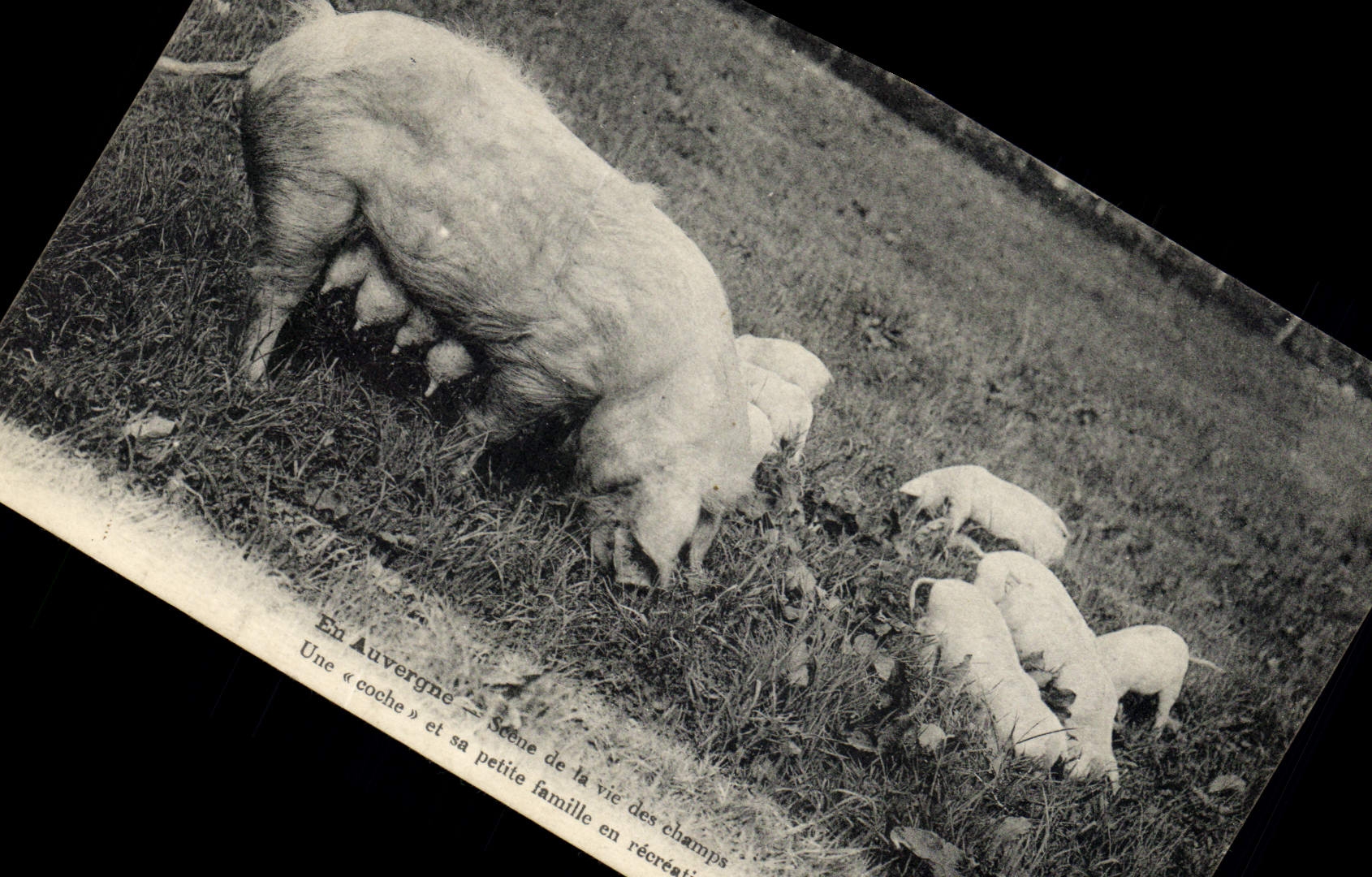 CPA Cochon Porc En Auvergne Scene de la vie des champs Une coche et sa petite famille en excursion