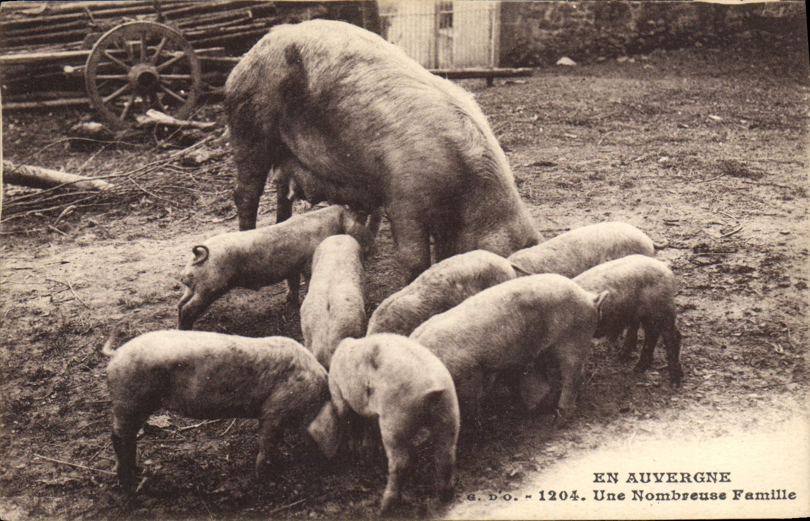 CPA Cochon Porc En Auvergne Une nombreuse famille 