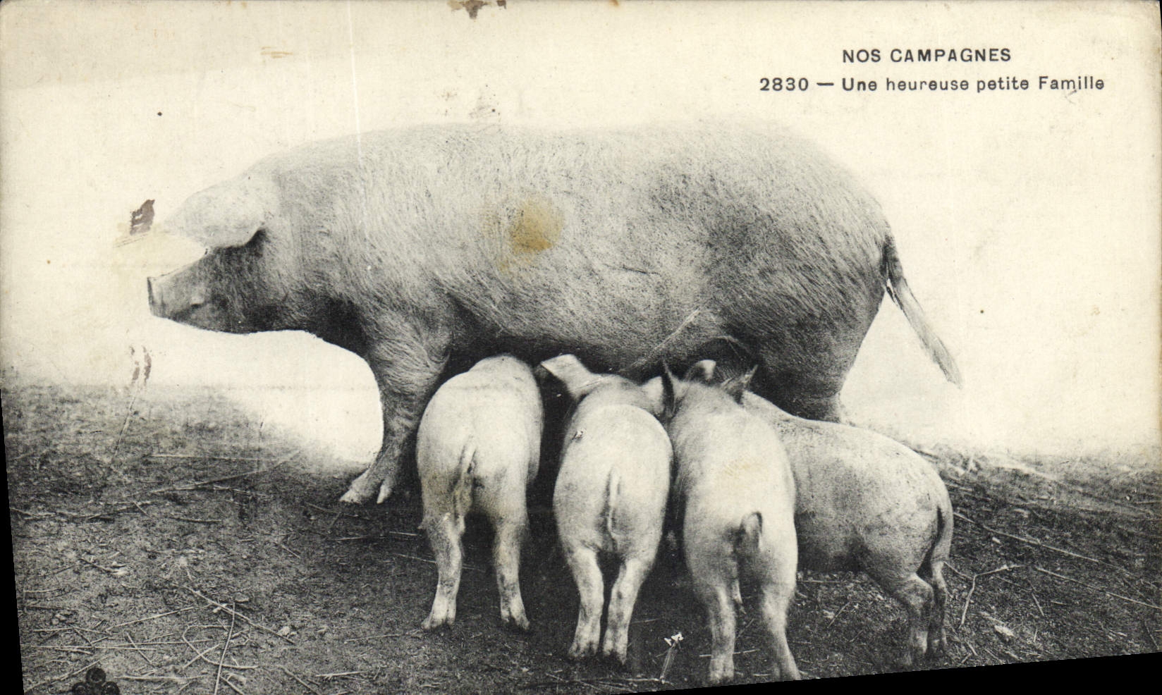 Vintage Postcard Pig Pig a happy small family