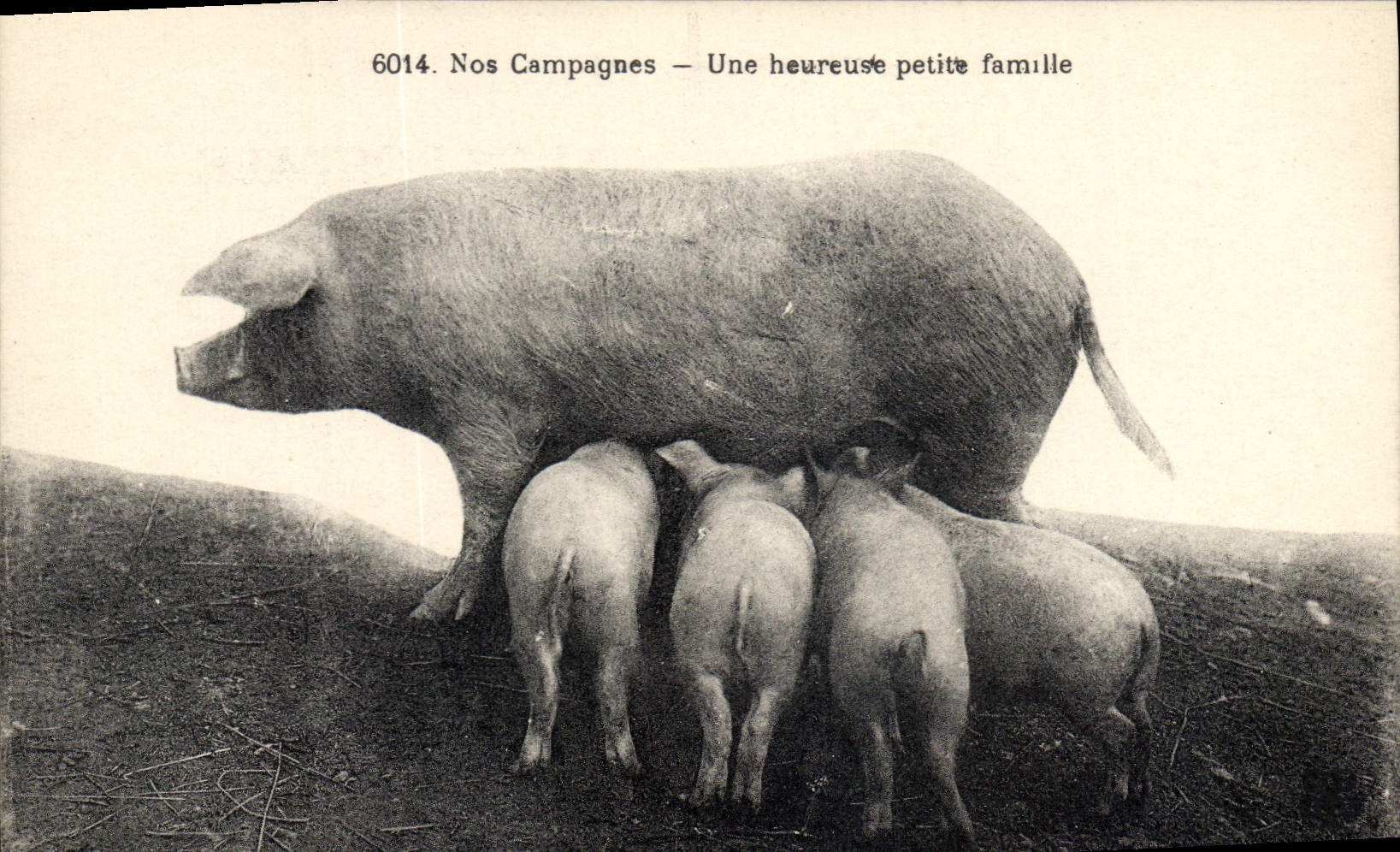 CPA Cochon Porc Une heureuse petite famille