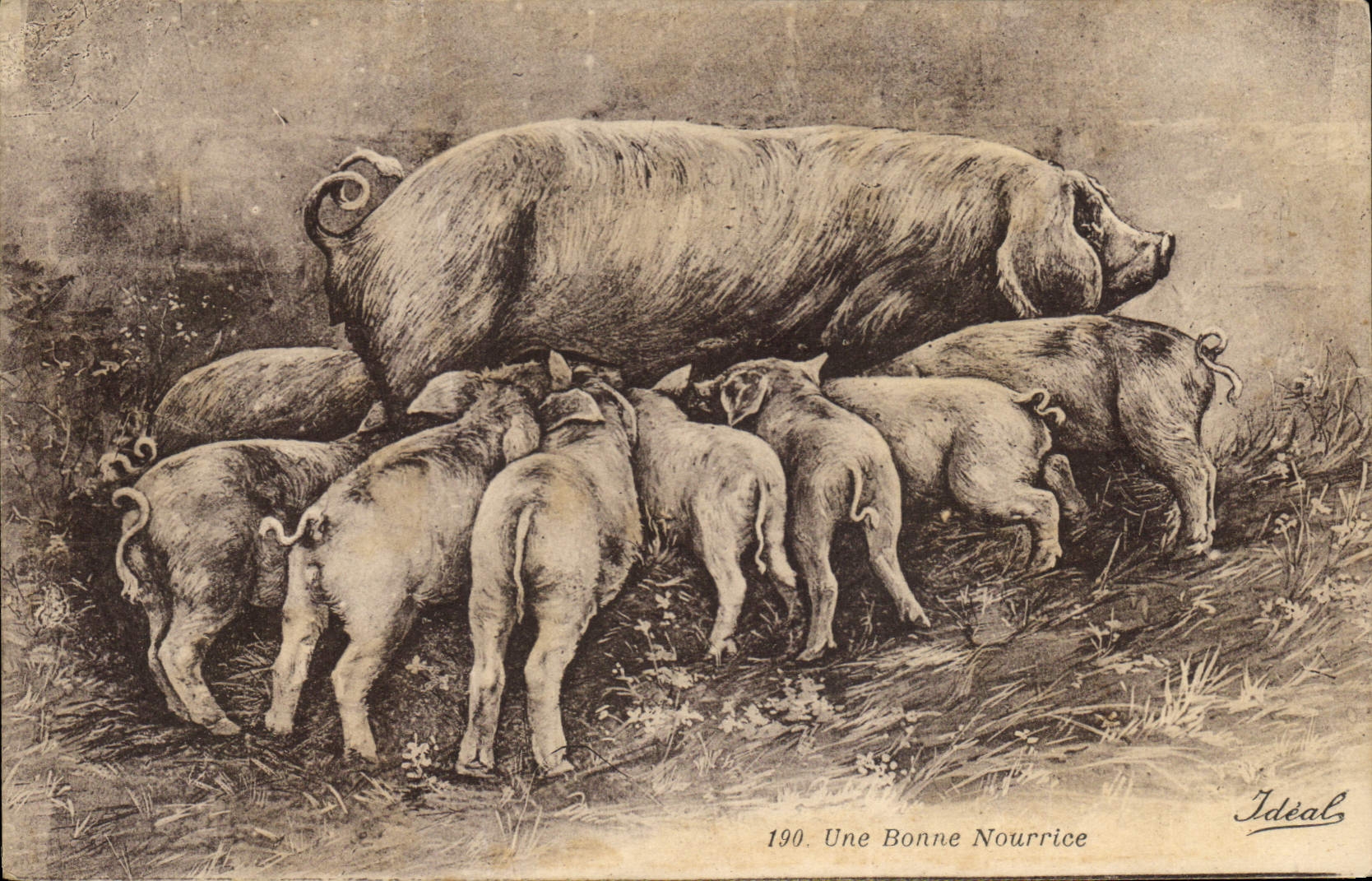 Vintage Postcard Pig Pig a good nurse