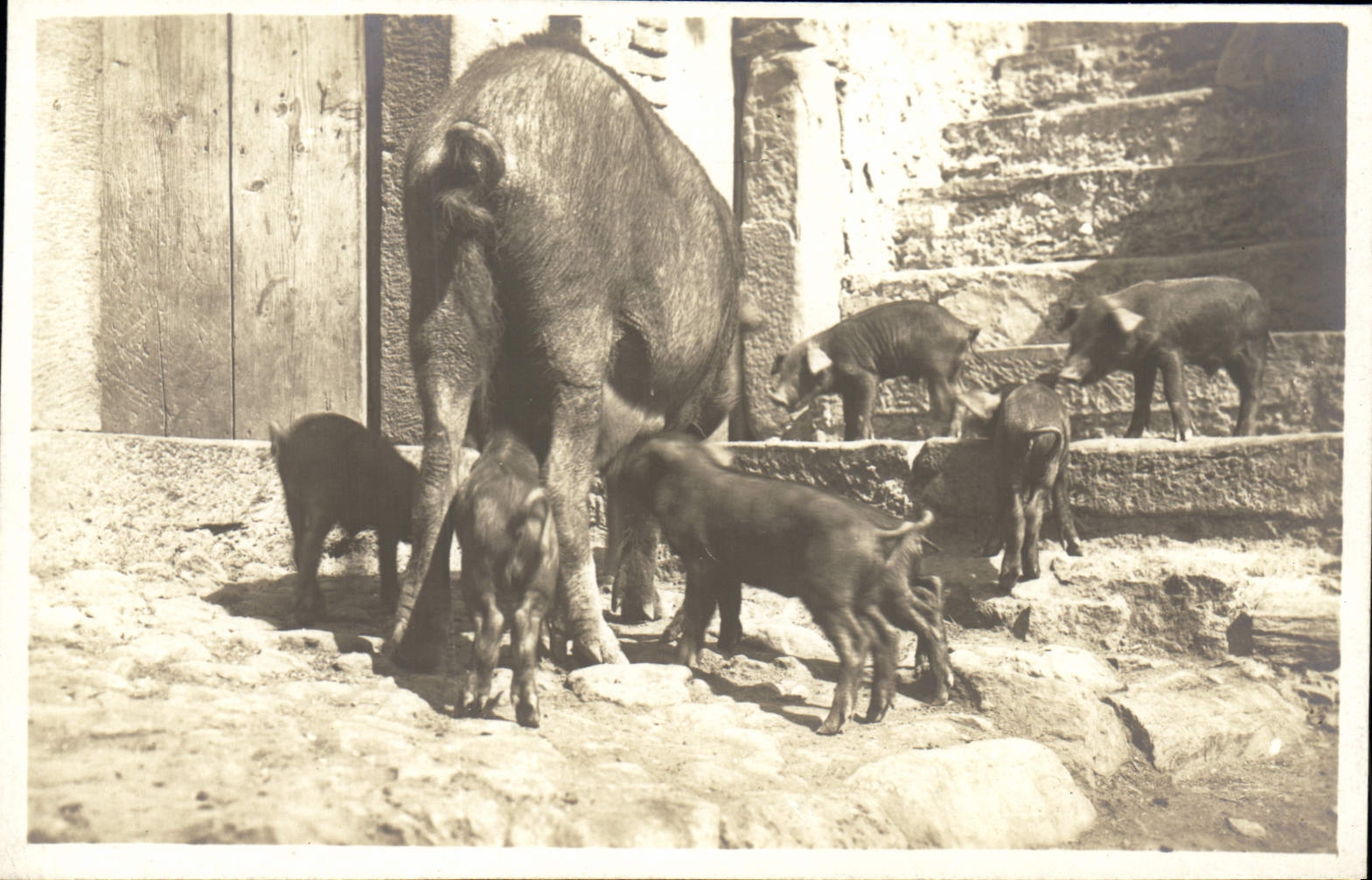 CARTE PHOTO Cochon Porc 