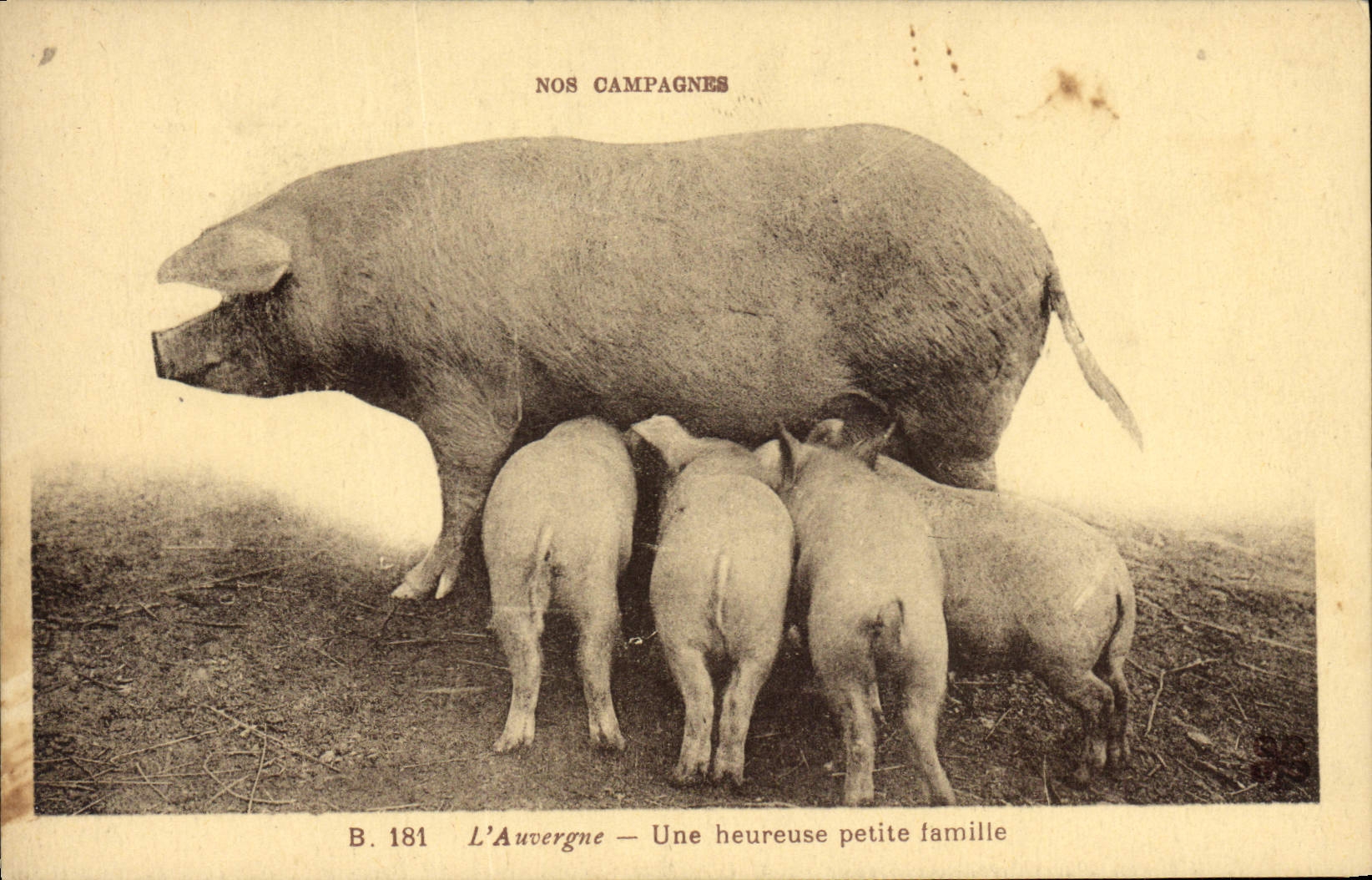 Vintage Postcard Pig Auvergne Pig a happy small family