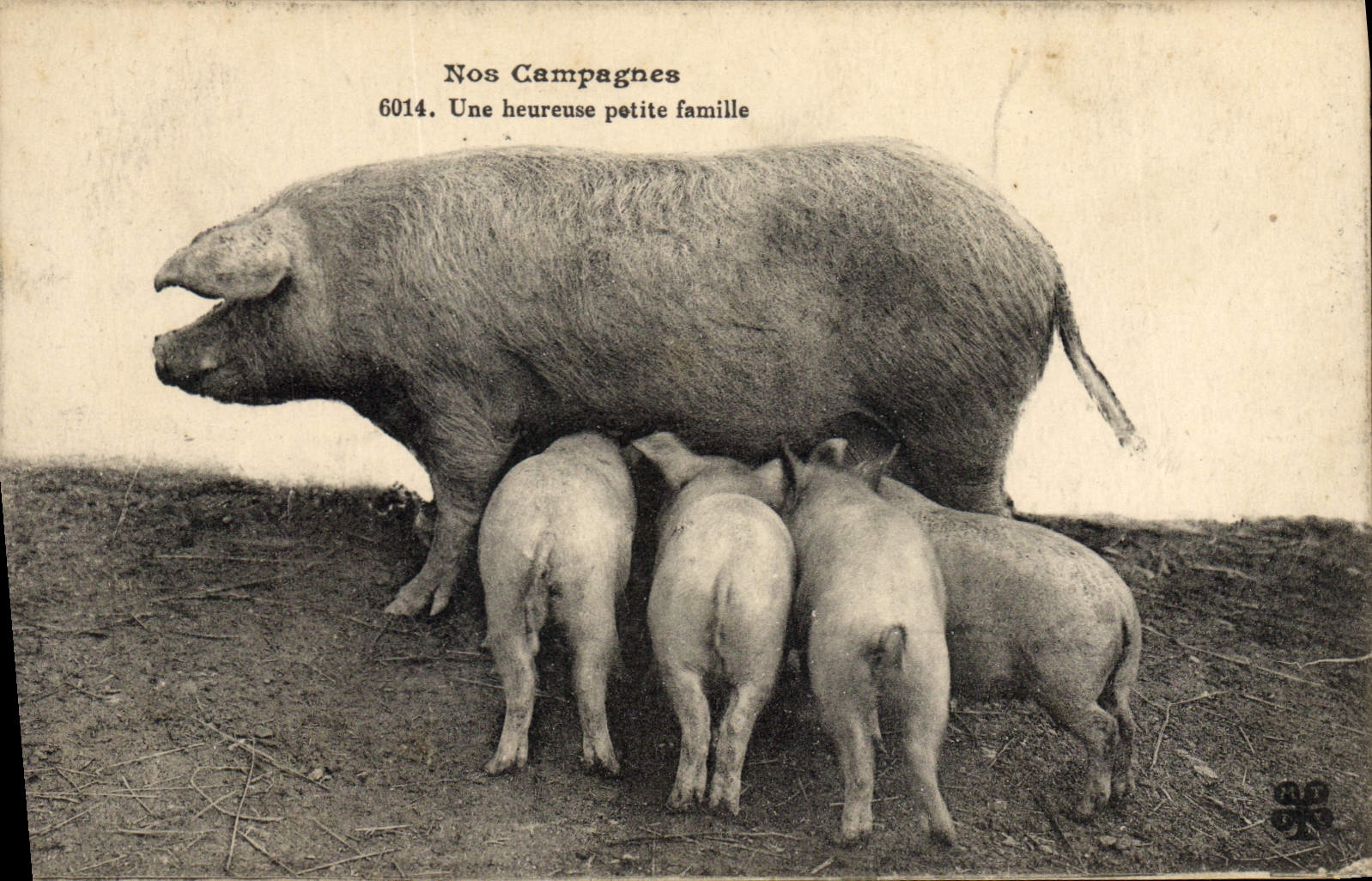 CPA Cochon Porc Une heureuse petite famille