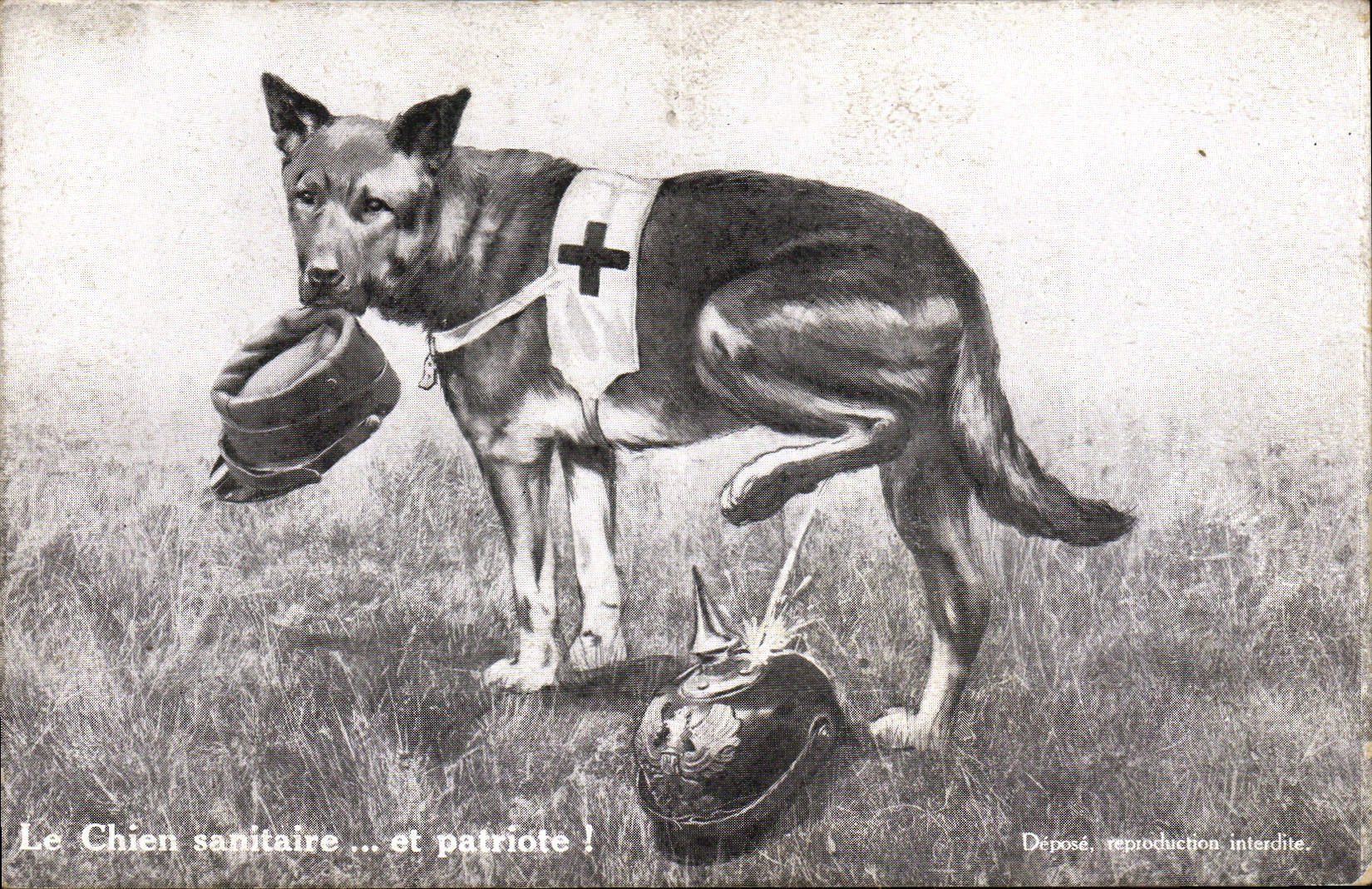 CPA Fantaisie Illustrateur Militaria Le chien sanitaire et patriote Croix Rouge 