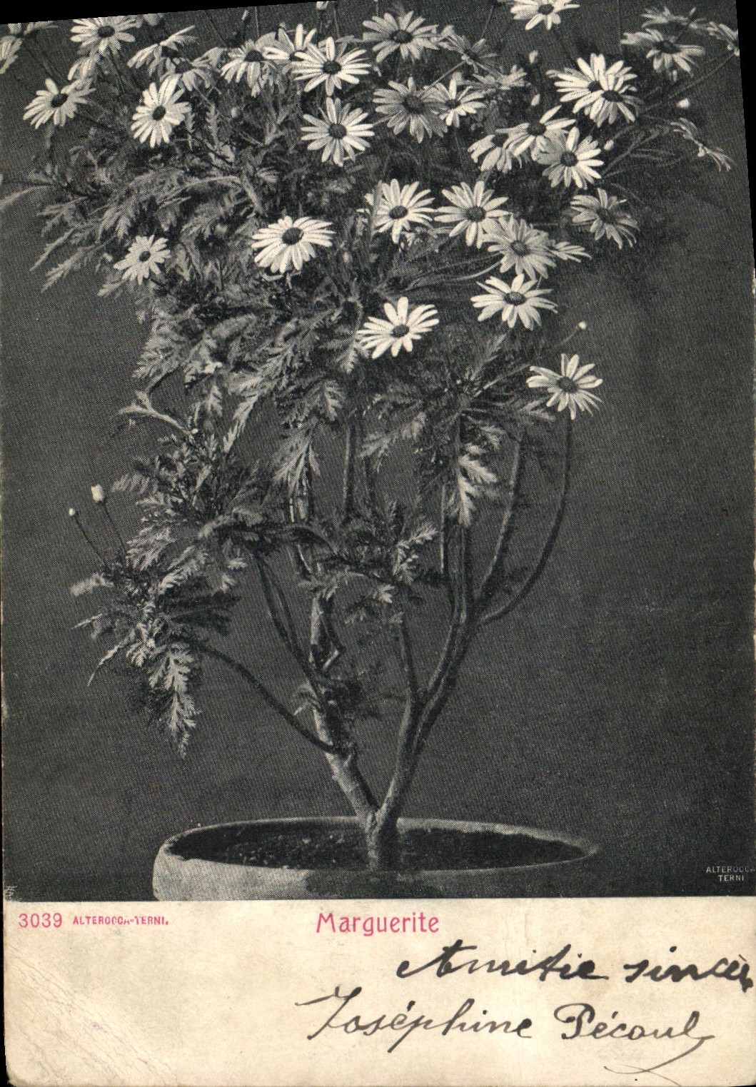 Vintage Postcard Fantasy Flowers Marguerite