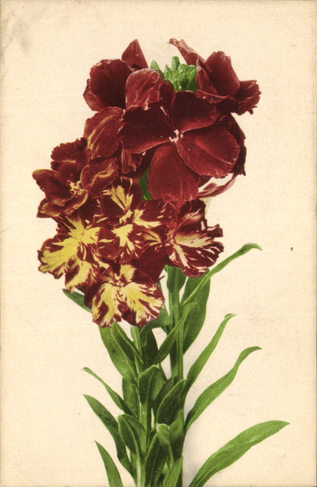 CPA Fantaisie Fleurs 