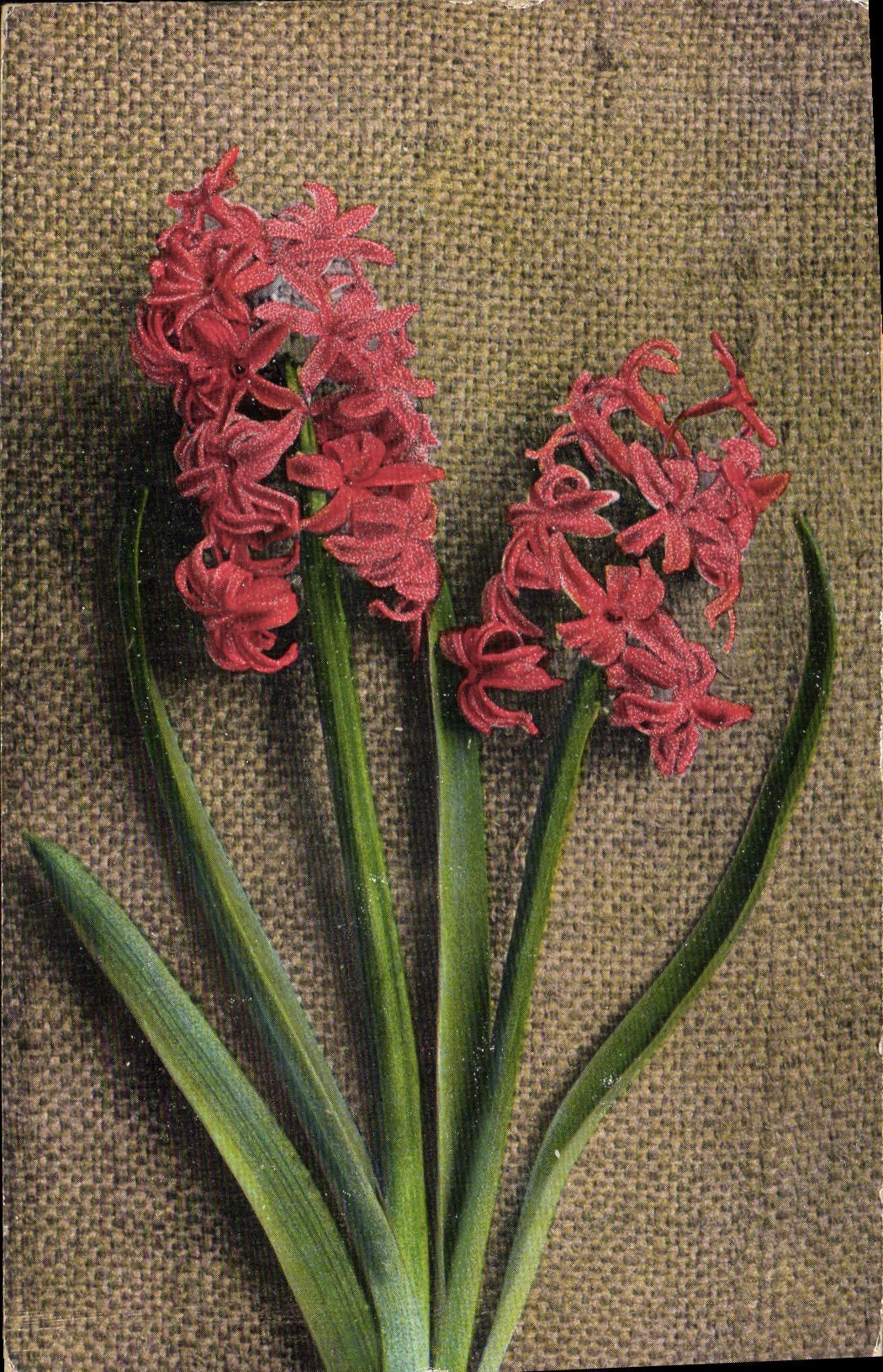 CPA Fantaisie Fleurs 