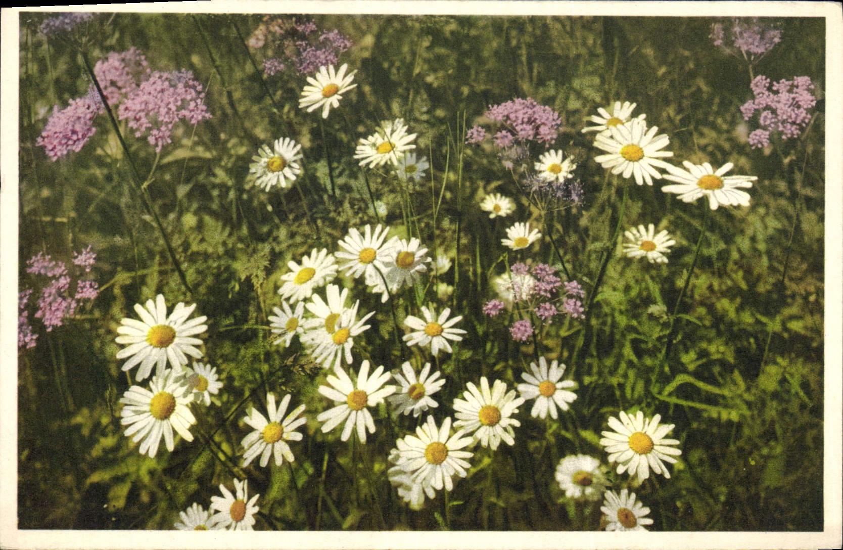 Vintage Postcard Fantasy Flowers Margueriten Daisies