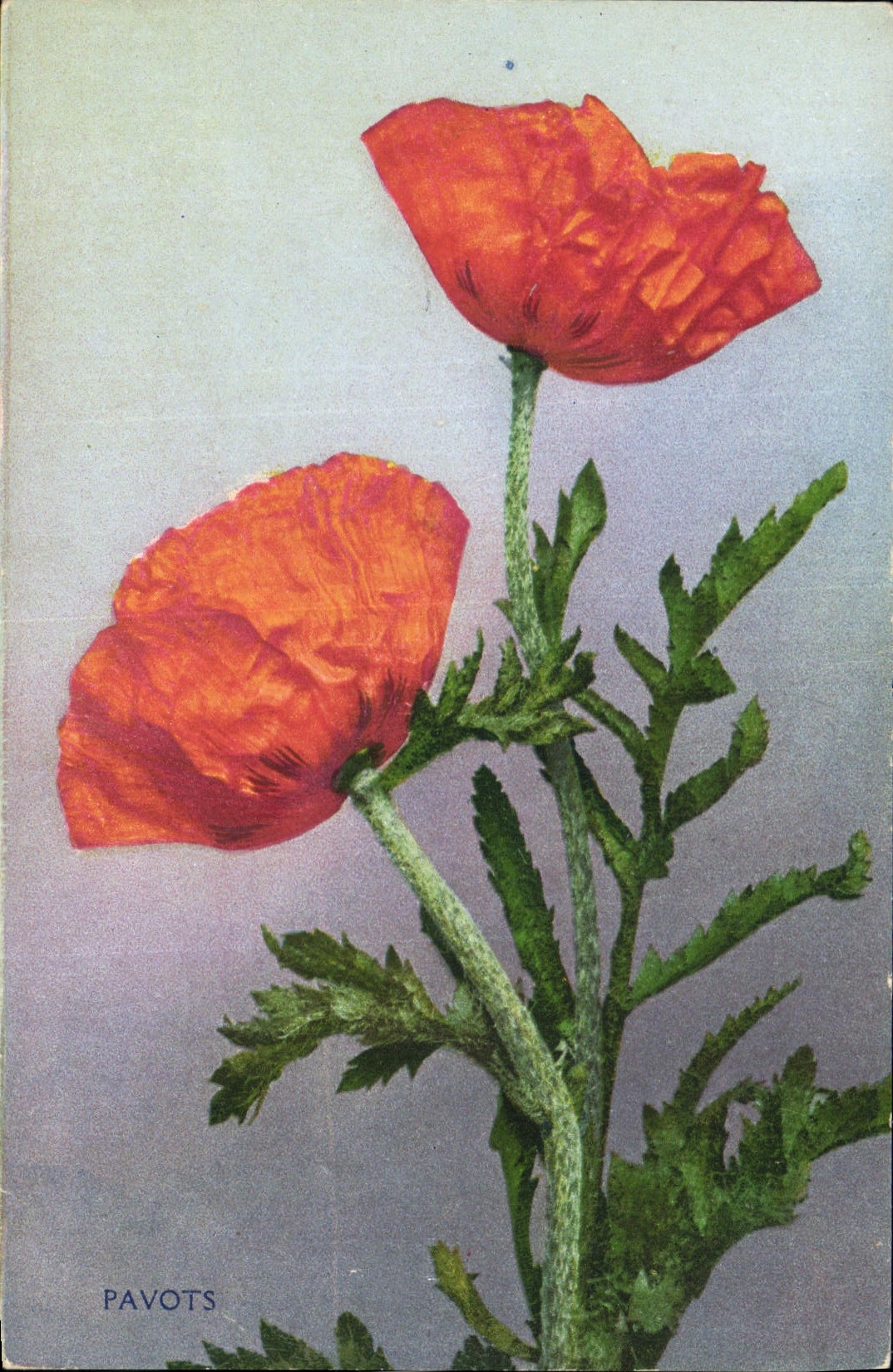 CPA Fantaisie Fleurs Pavots