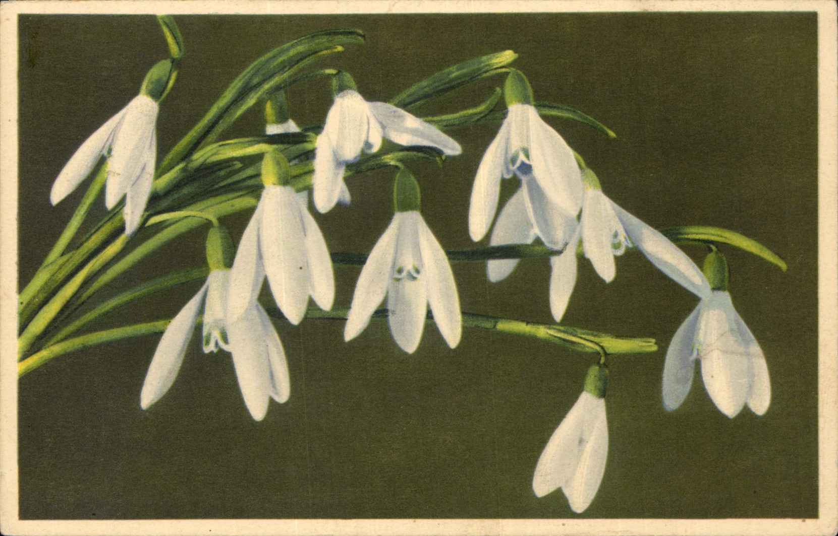 CPA Fantaisie Fleurs 