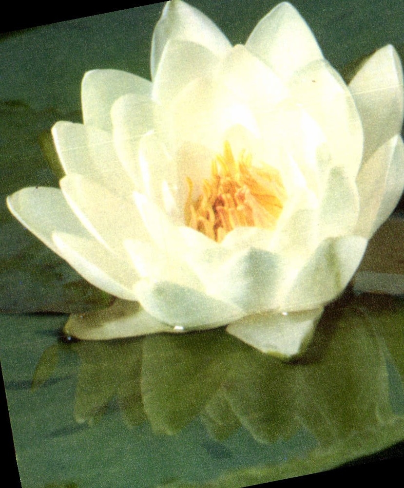 CPM Fantaisie Fleurs Nenuphar