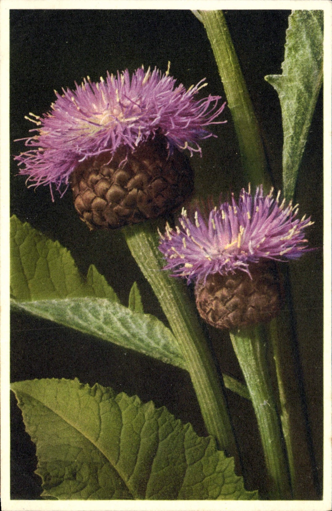 CPA Fantaisie Fleurs Rhapontique