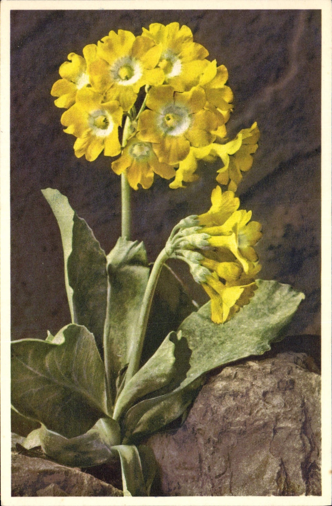 CPA Fantaisie Fleurs Auricule des Alpes