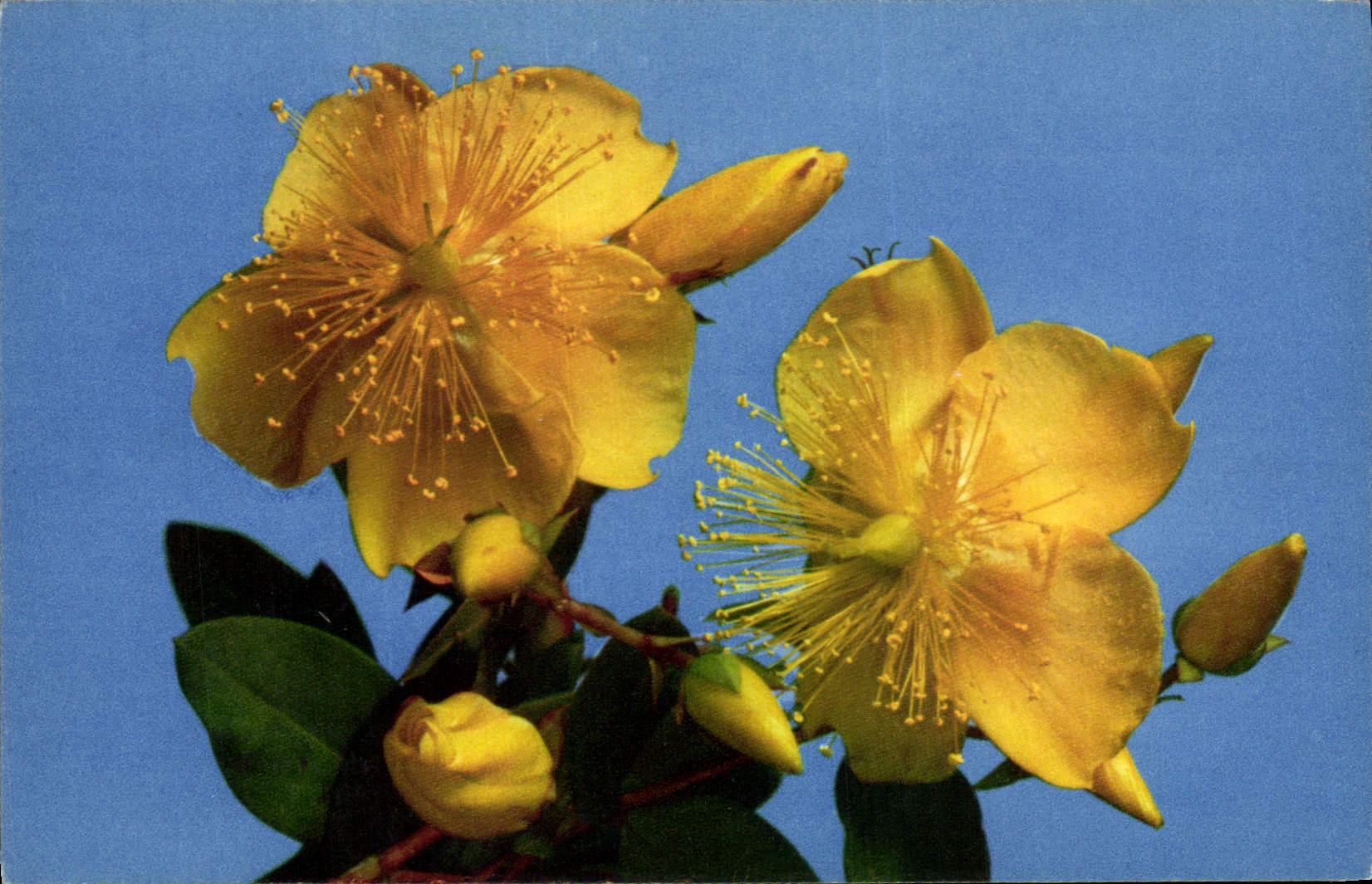 Modern Postcard Fantasy Millepertuis Flowers