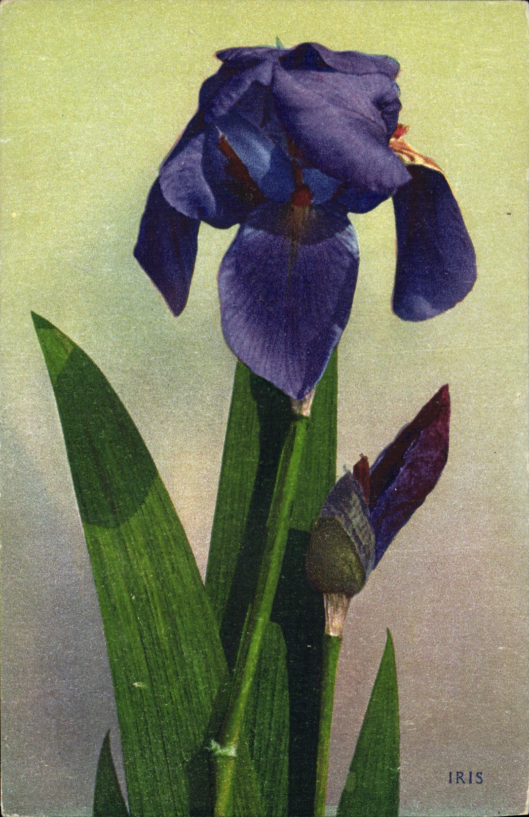 CPA Fantaisie Fleurs Iris