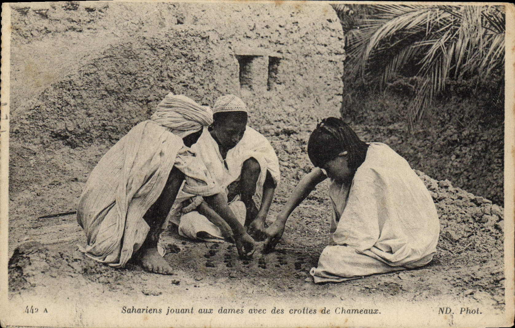Vintage Postcard Saharan playing Ladies with droppings of camels