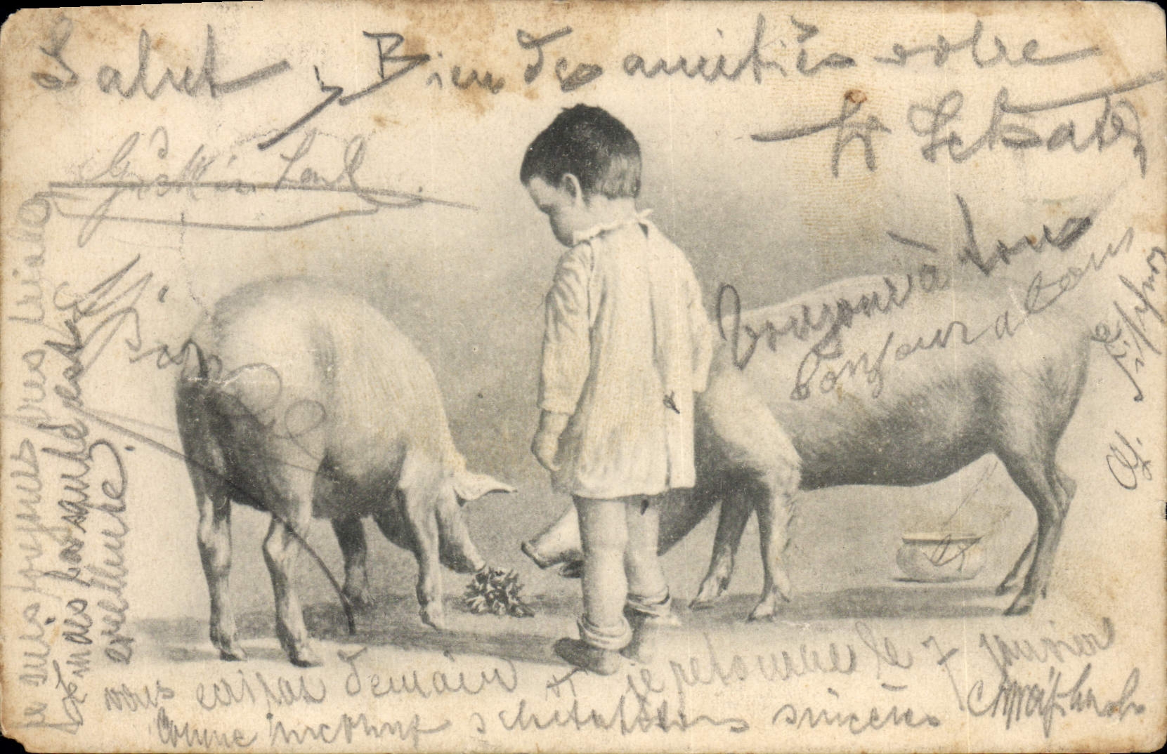 CPA Cochon Porc Enfant 