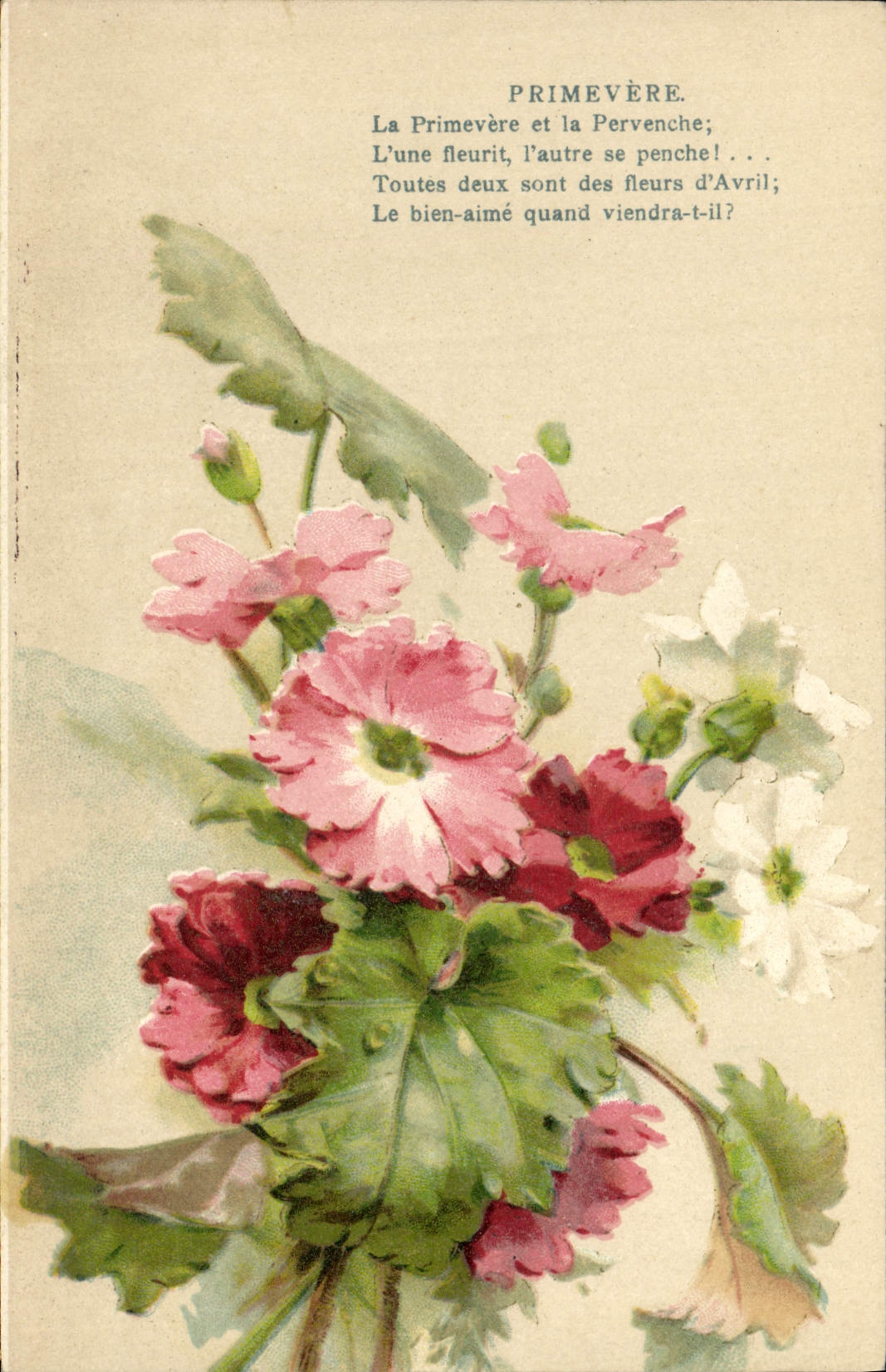 Vintage Postcard Fantasy Flowers Primula