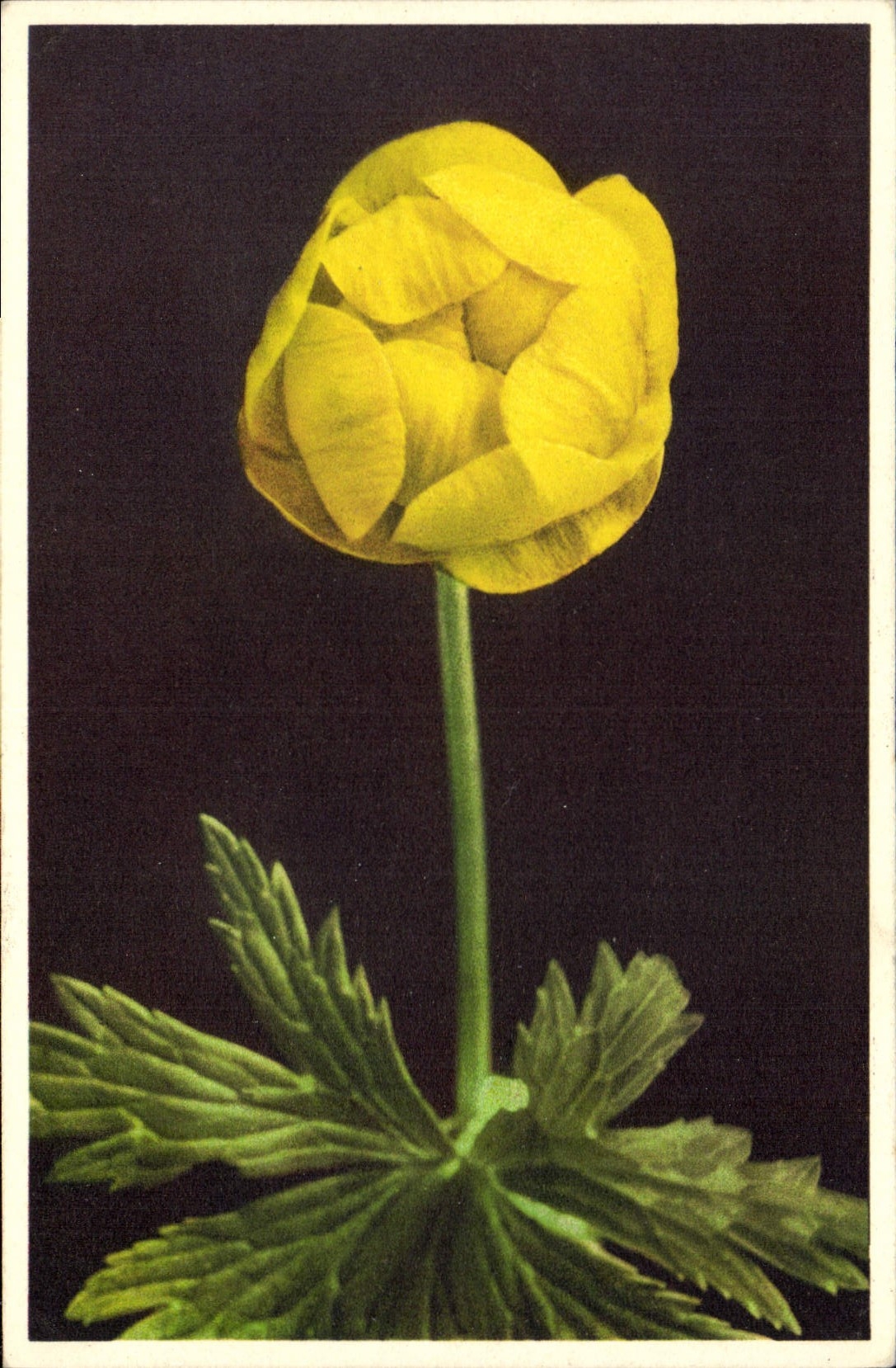 Vintage Postcard Fantasy Flowers Trollius europaeus
