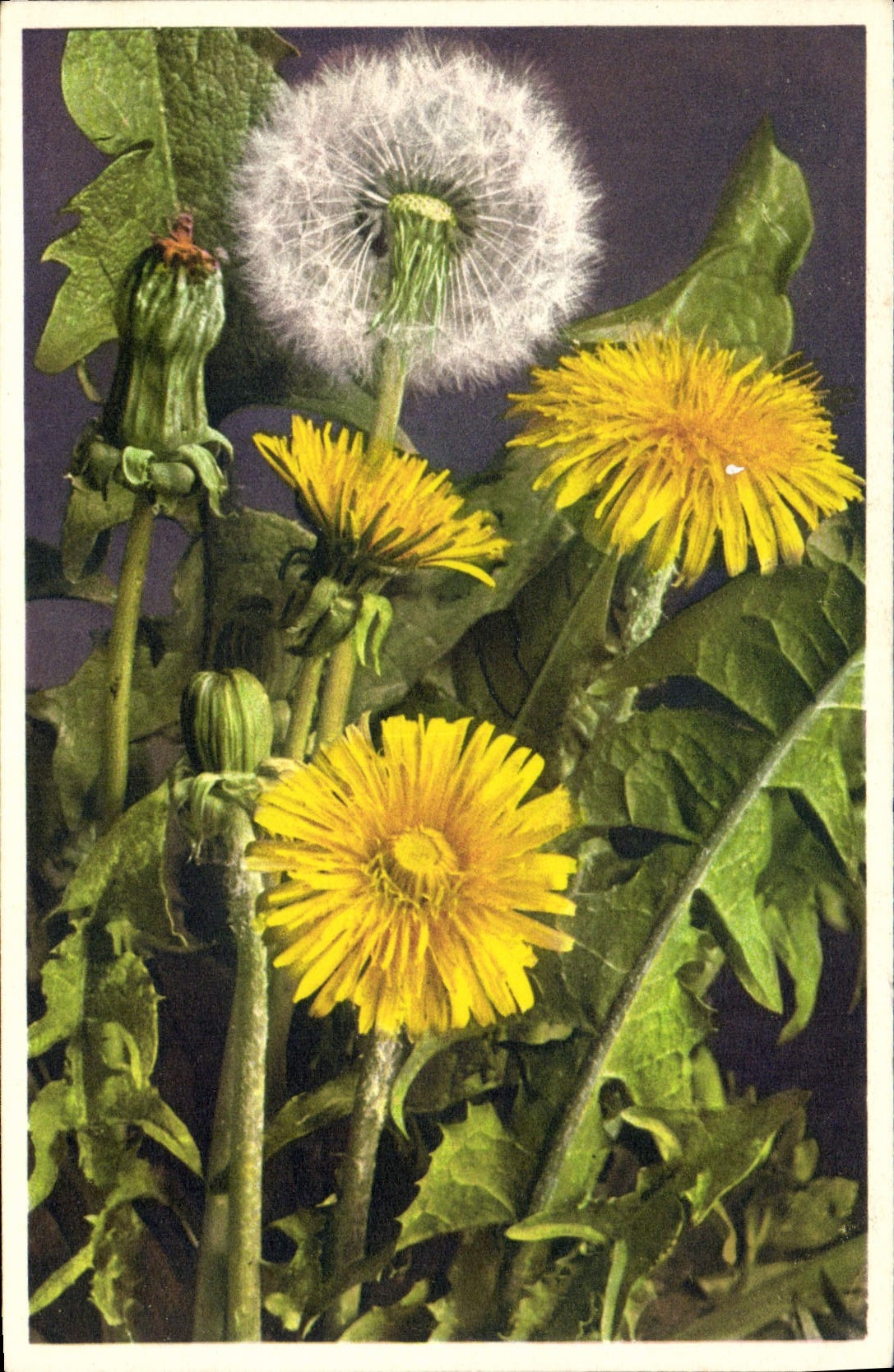 Vintage Postcard Fantasy Flowers Tooth of lion