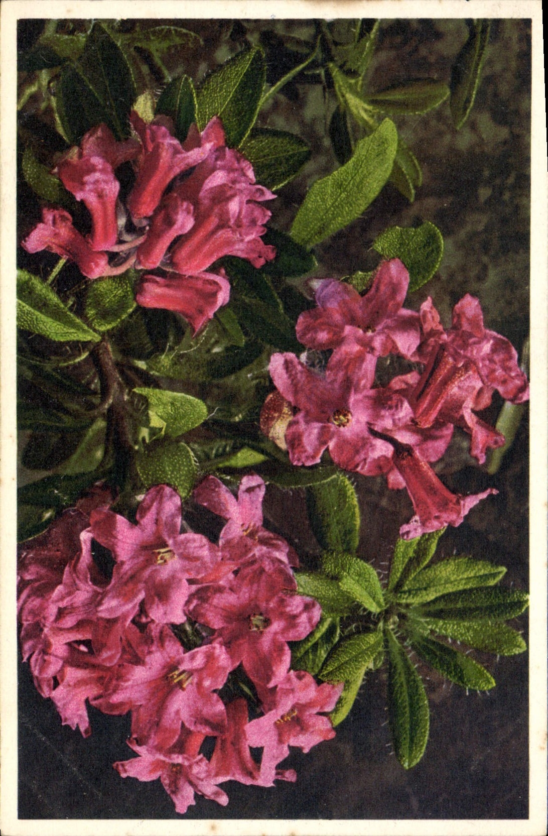 Vintage Postcard Fantasy Flowers Rhododendron cilie