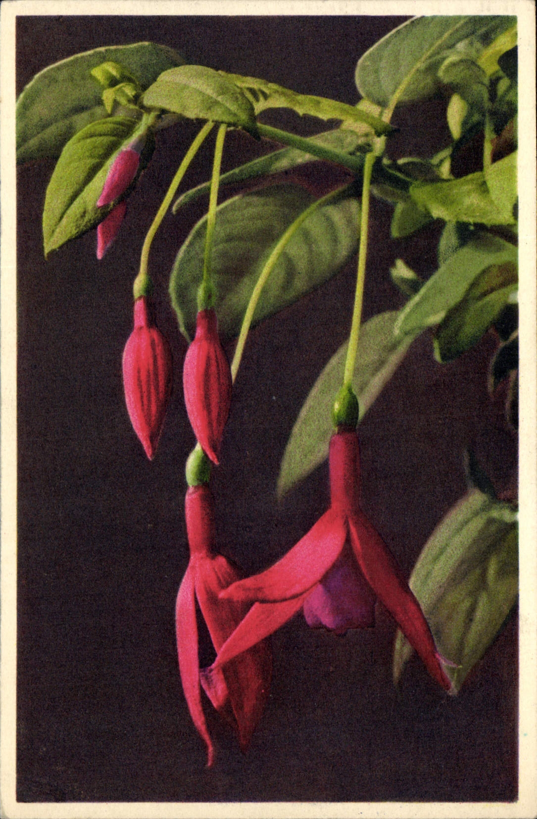 Vintage Postcard Fantasy Fuchsi Flowers