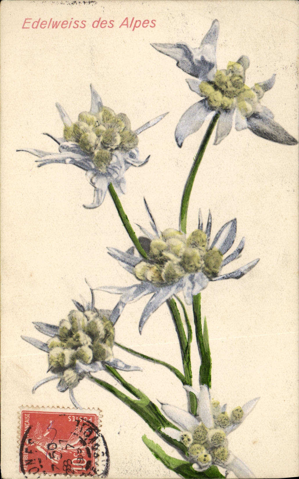 Vintage Postcard Fantasy Flowers Edelweiss of the Alps