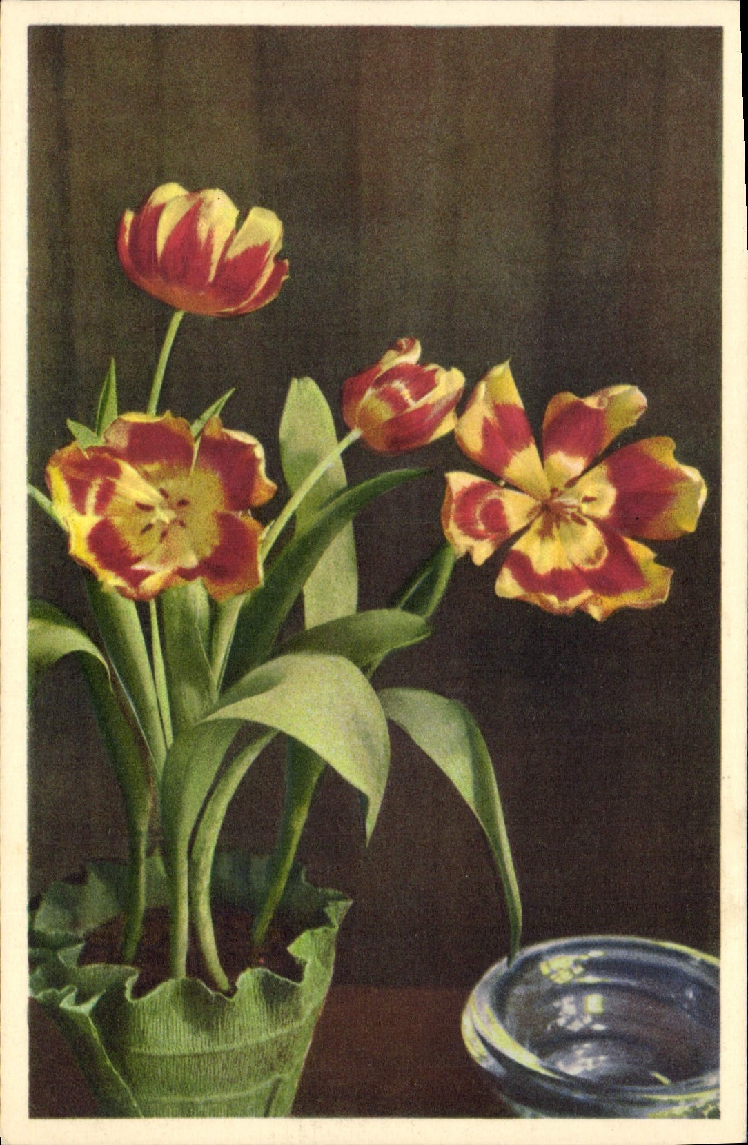 Vintage Postcard Fantasy Flowers Tulips