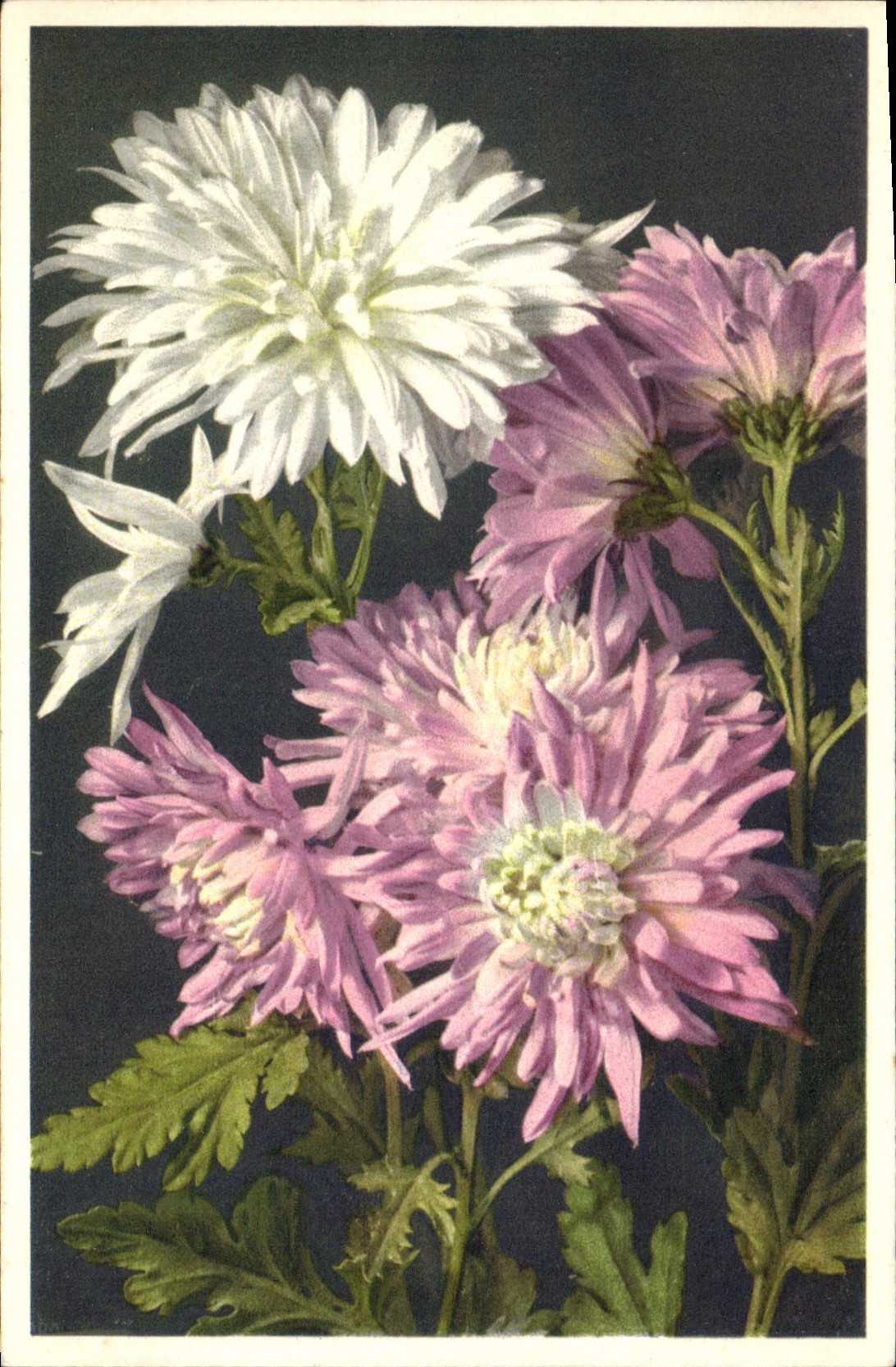 Vintage Postcard Fantaisie Crysantheme Flowers of China Clouded